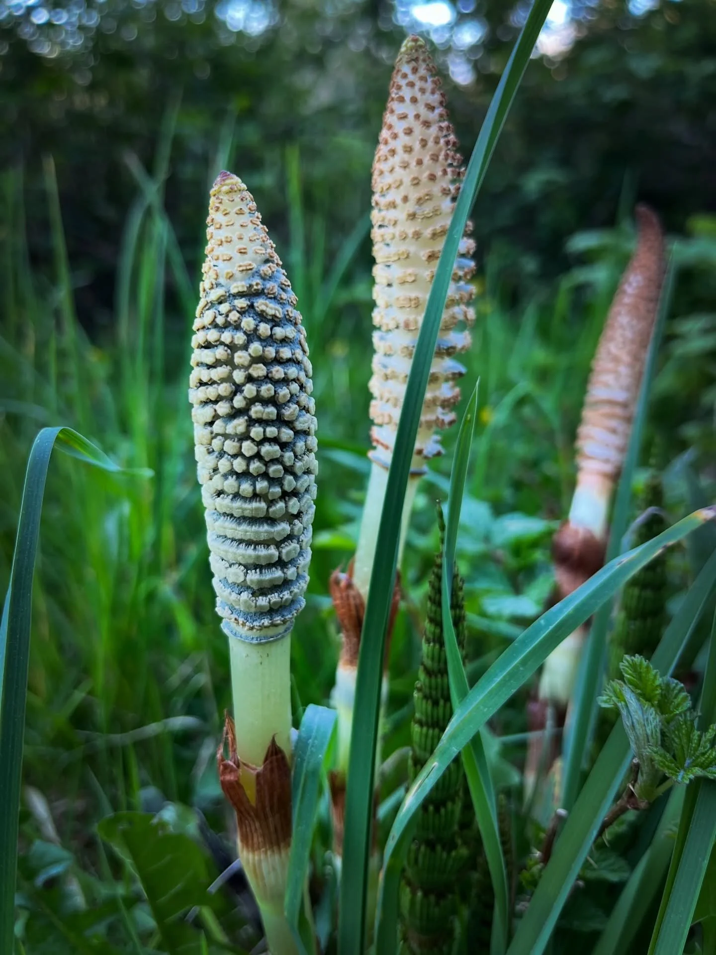 Love these roadside weirdos 😁

(Horse tail)

#pnwplants #weirdplants #dailywalking #naturetherapy🌿 #pnwlove