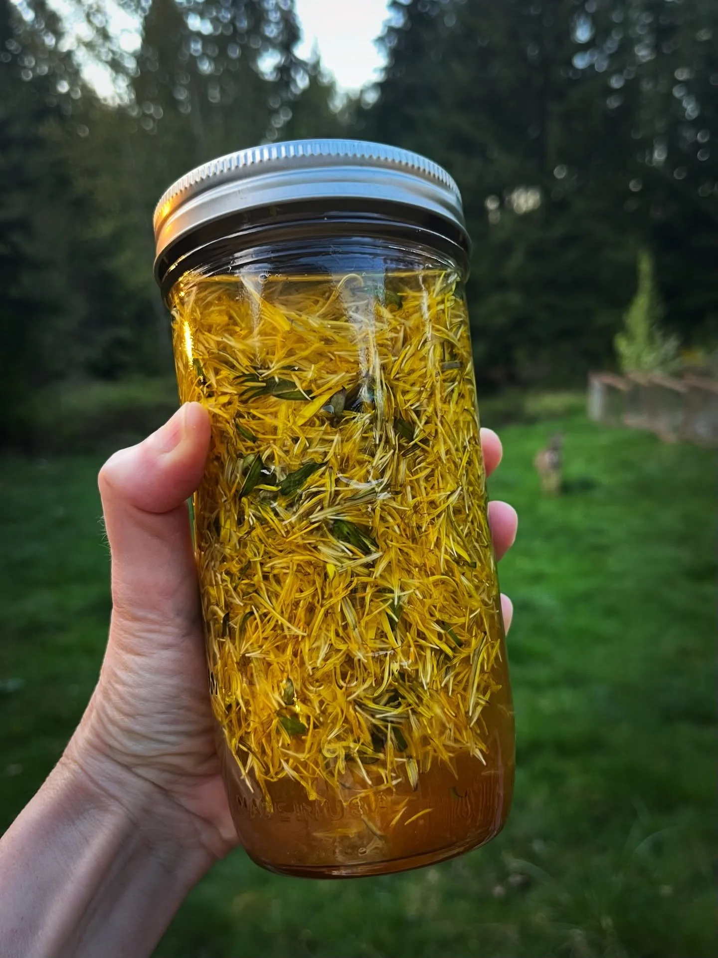 Making dandelion cordial for Beltane, inspired by @whisper_in_the_wood in the Spring @faeriemagazine 💛 Also pictured (just barely) - little deer visitor to the right.

#potions #greenwitchery #beltaneblessings #staymagical #dandelionwine