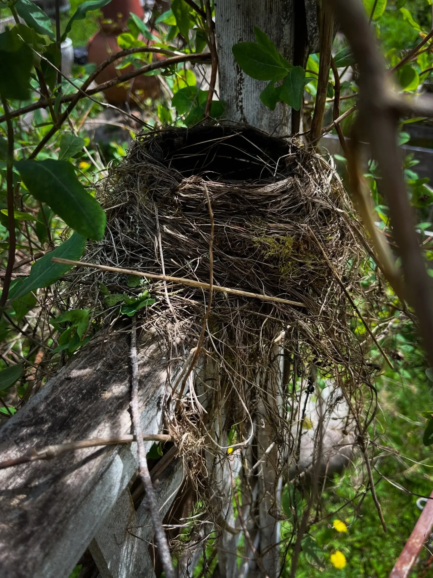 You guys is this not the prettiest nest?? 😭 A robin made it, but I&rsquo;m not sure she&rsquo;s still around. It&rsquo;s quite close to the house and I think she&rsquo;s maybe abandoned it. But like - that was A LOT OF WORK. 

#beltaneblessings #bir