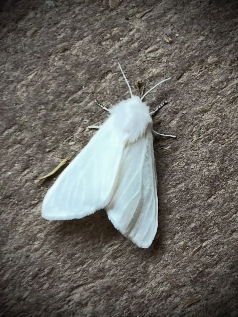Happy fluffy white moth Saturday 😁🤍 It&rsquo;s said that moths are visitors from the spirit world and this certainly looks like a sweet little ghosty.

#whimsicallife #naturemagic #whitemoth #everydaymagic #naturetherapy🌿