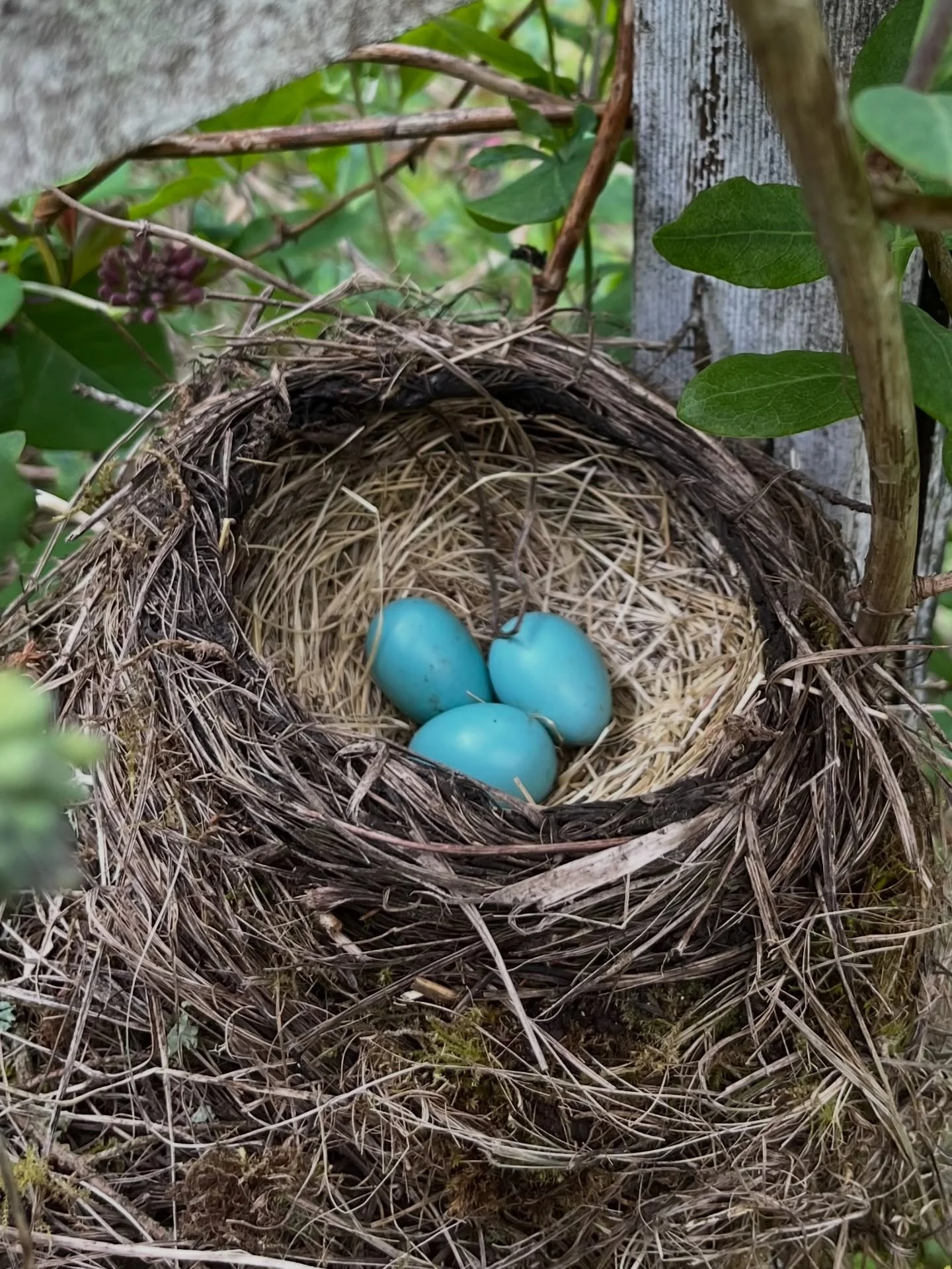 We are expecting triplets! 🩵🩵🩵 The nest is really close to the house, and I was afraid mama had abandoned it. But these have appeared! Isn&rsquo;t this color amazing?

In other fun news about things that are hatching, I have a new deal with my pub