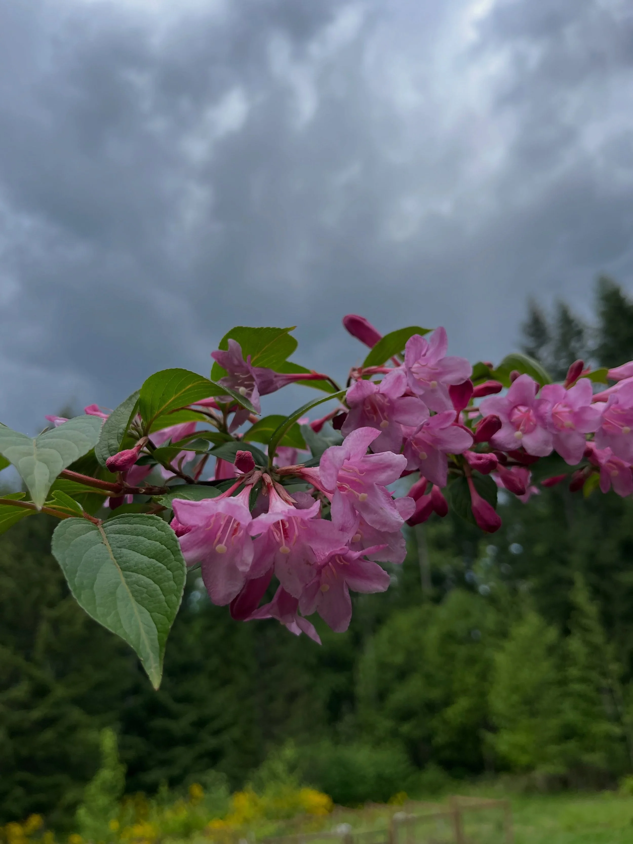 Enjoying the late spring gray days and showers. I don&rsquo;t mind them as long as we get some sun too, and we need the rain this year. 🌧️

I&rsquo;m deep in create mode with my next book these days. Walking around with book brain, which is a weird 