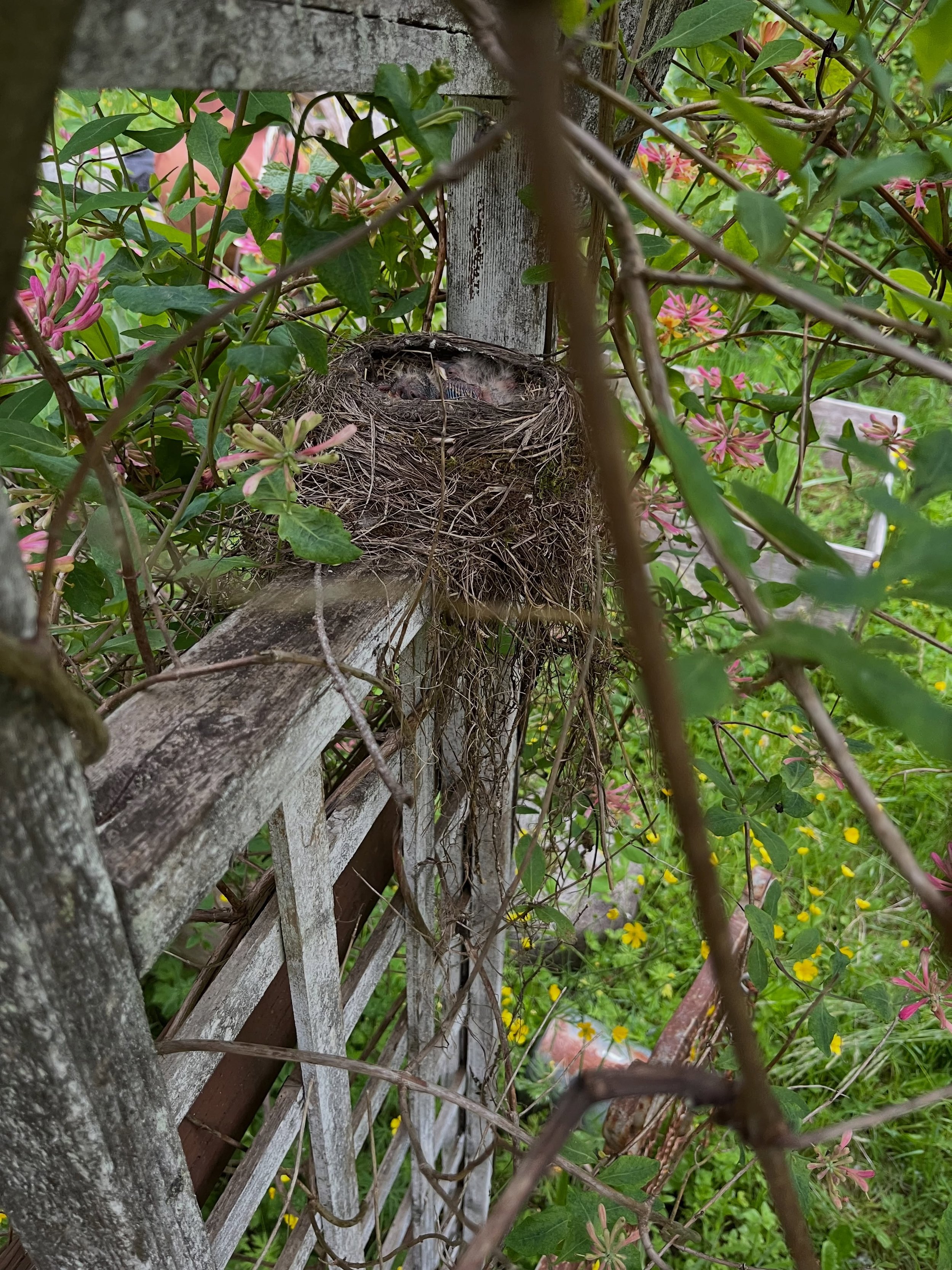 Baby dinosaur update! We are pretty much on hold with the garden because of this 😂

#robinnest #naturetherapy🌿 #babydinosaur #naturemagic #cottagegardens