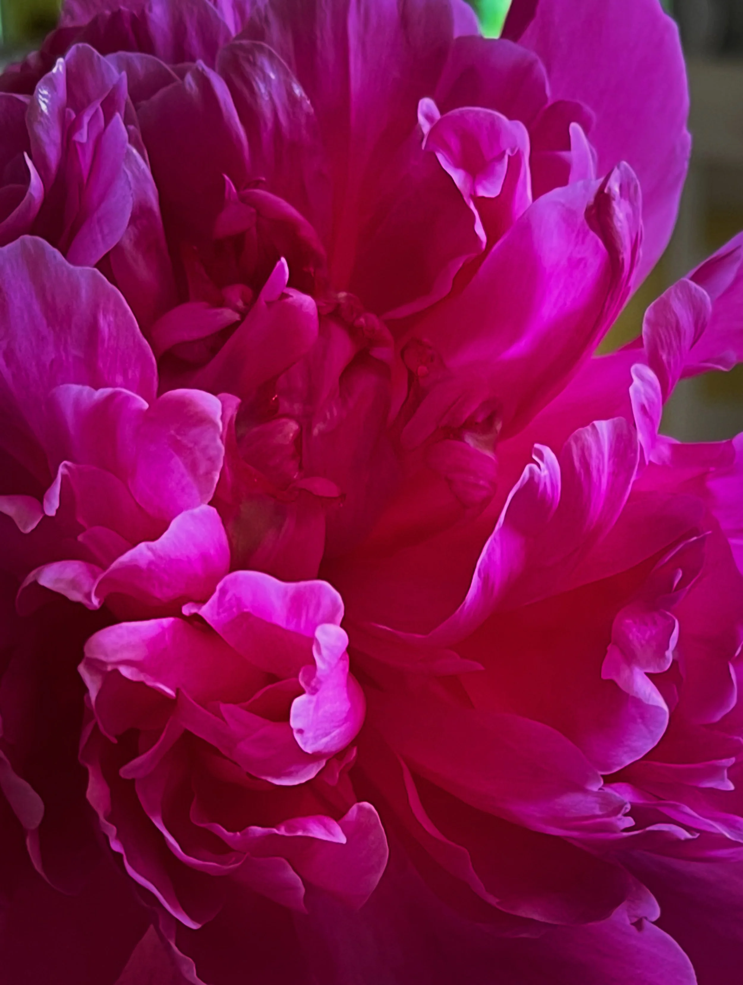 Happy blue moon! I know this post is pink but it&rsquo;s what I got. 😊💗

#peoniesofinstagram #bluemoonrising #cottagegardenflowers #enchantedcottage