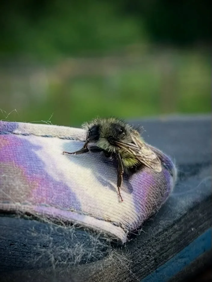Li&rsquo;l bee napping on my flip-flop 😌🐝

The shoe was right outside the door and I almost stepped on her, so I moved her onto the railing. Next time I checked on her, she&rsquo;d flown off. 

#bumble #cuteasabug #naturetherapy🌿 #savethebees🐝 #c