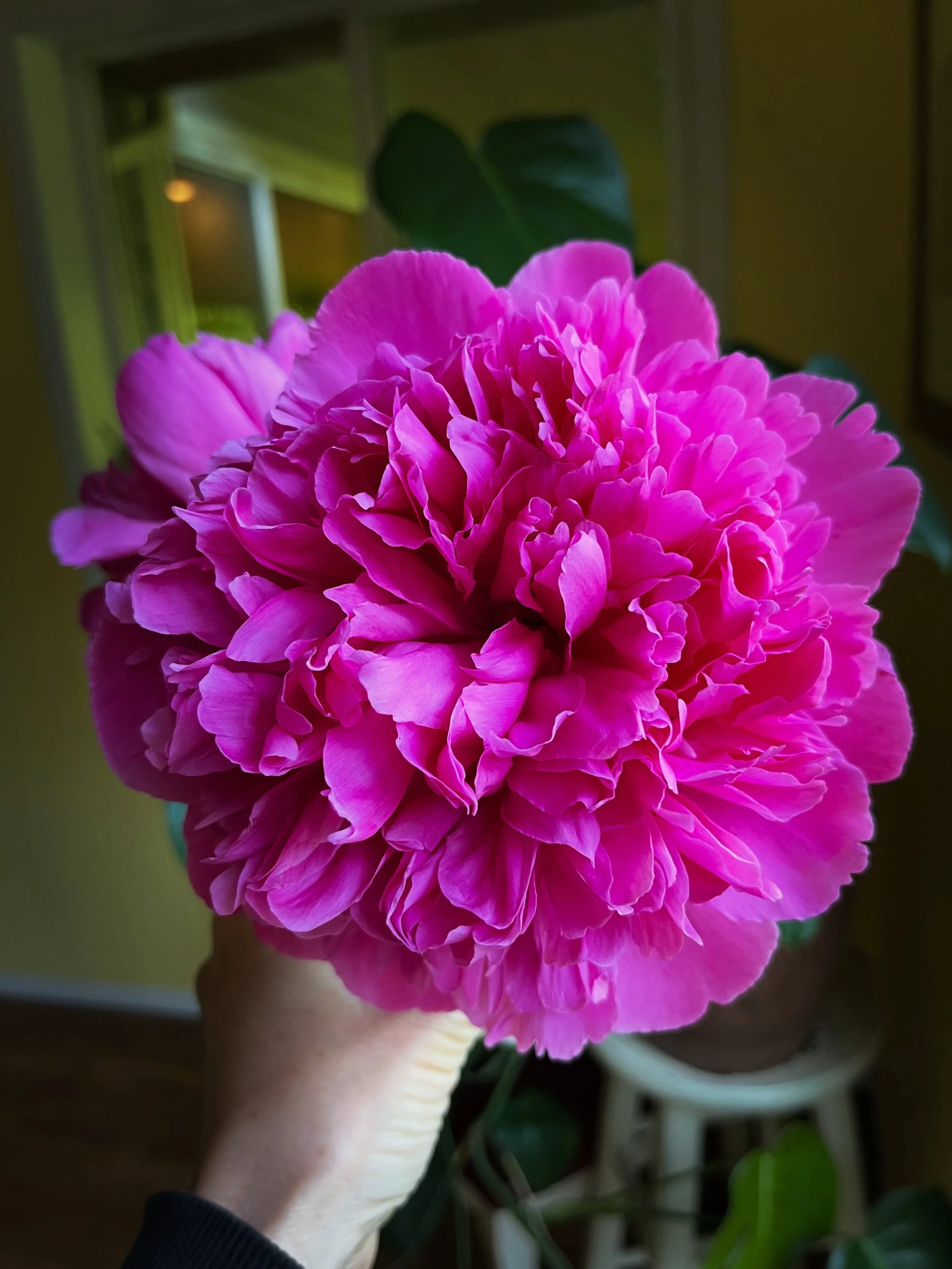 From the department of random photos&hellip;

1) Please clap for my peony!
2) Left some rocks I picked up at the river on the kitchen counter and came back to this 😁
3) Baby birb update 🥹

#itsthelittlethingsinlife #magicalmoments✨ #justbreath #nat