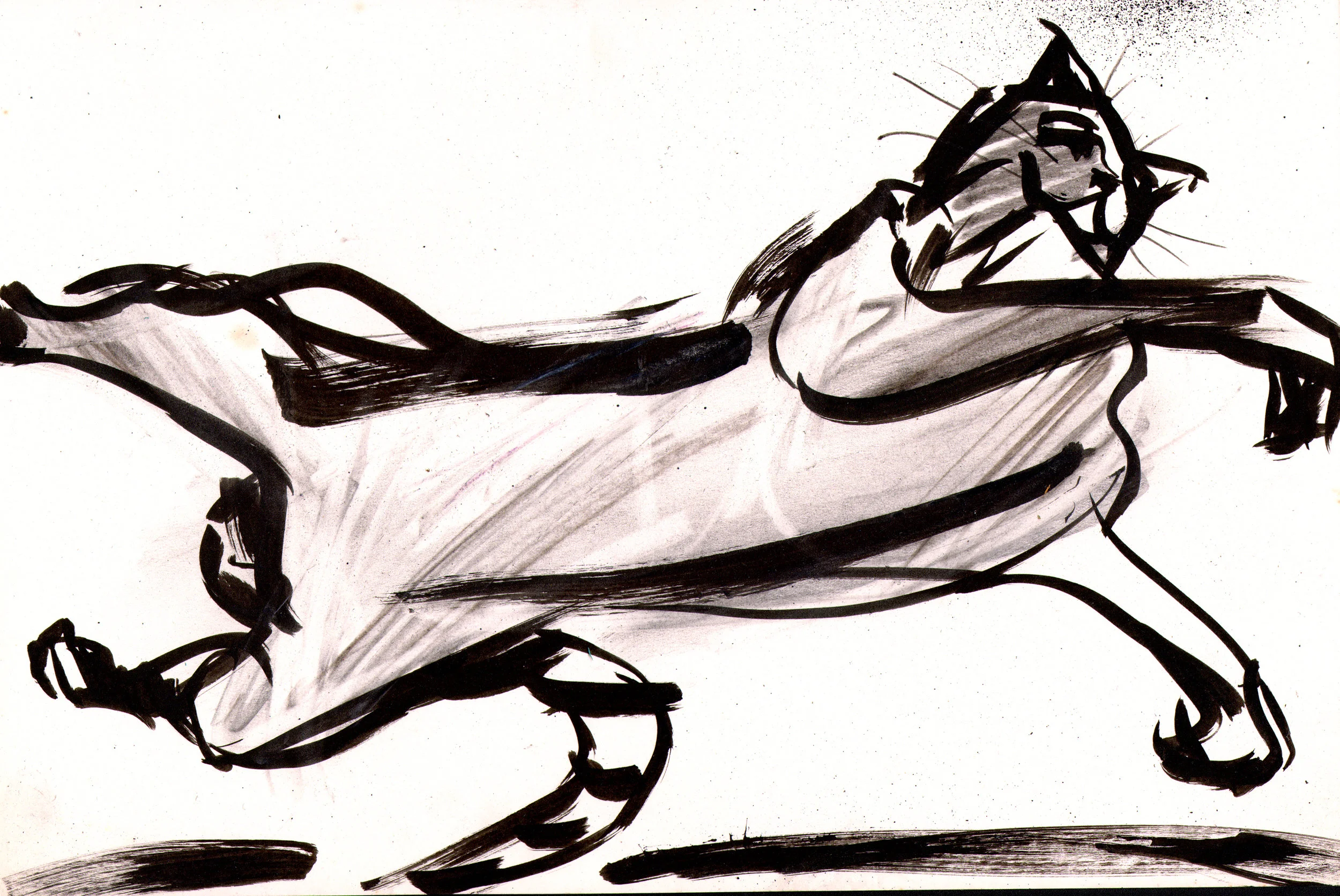 catleap.jpg