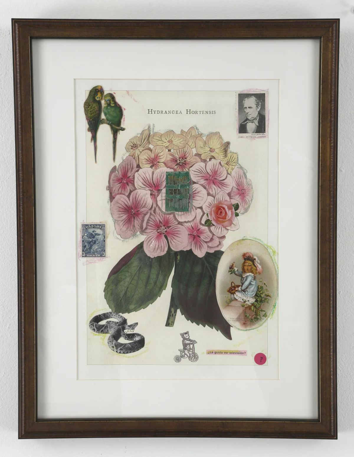 'Hydrangea Hortensis'