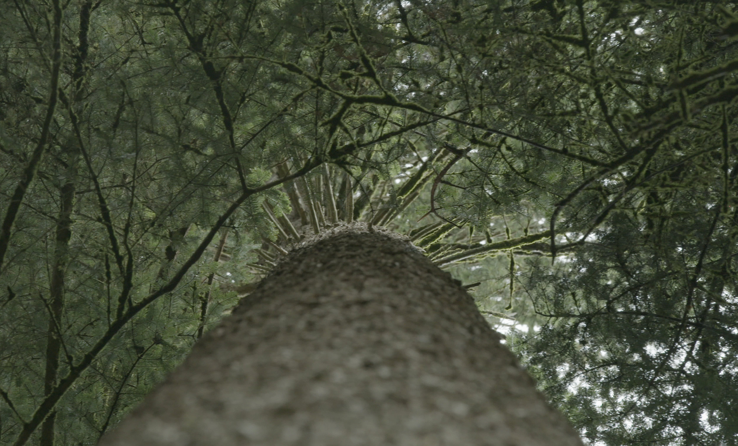 touch wood  (Kinodokumentarfilm in Finanzierung)