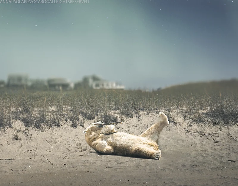 thebeachonthe backofabear.jpg