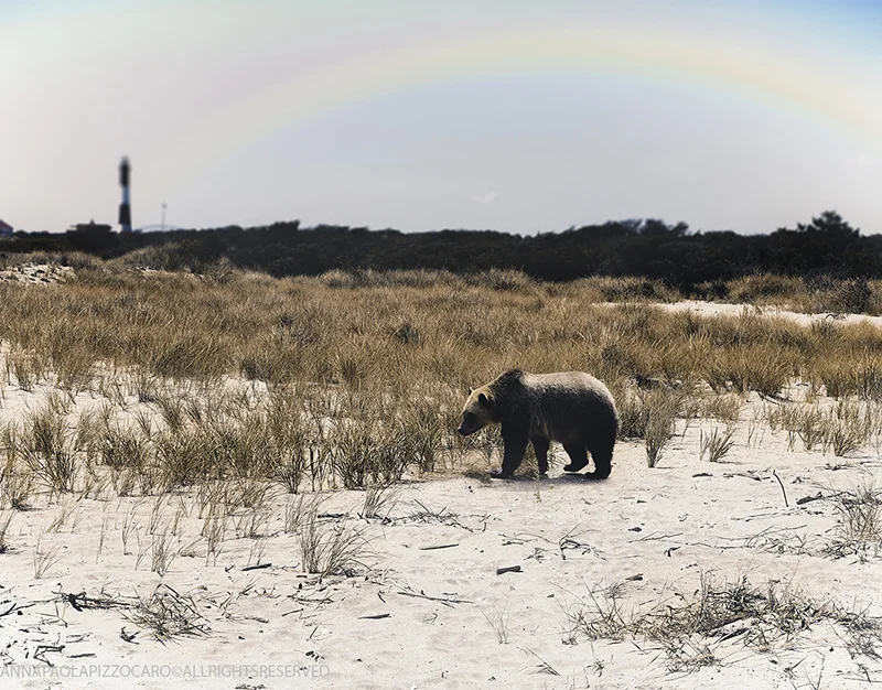 watchingarainbowinFireIsland.jpg