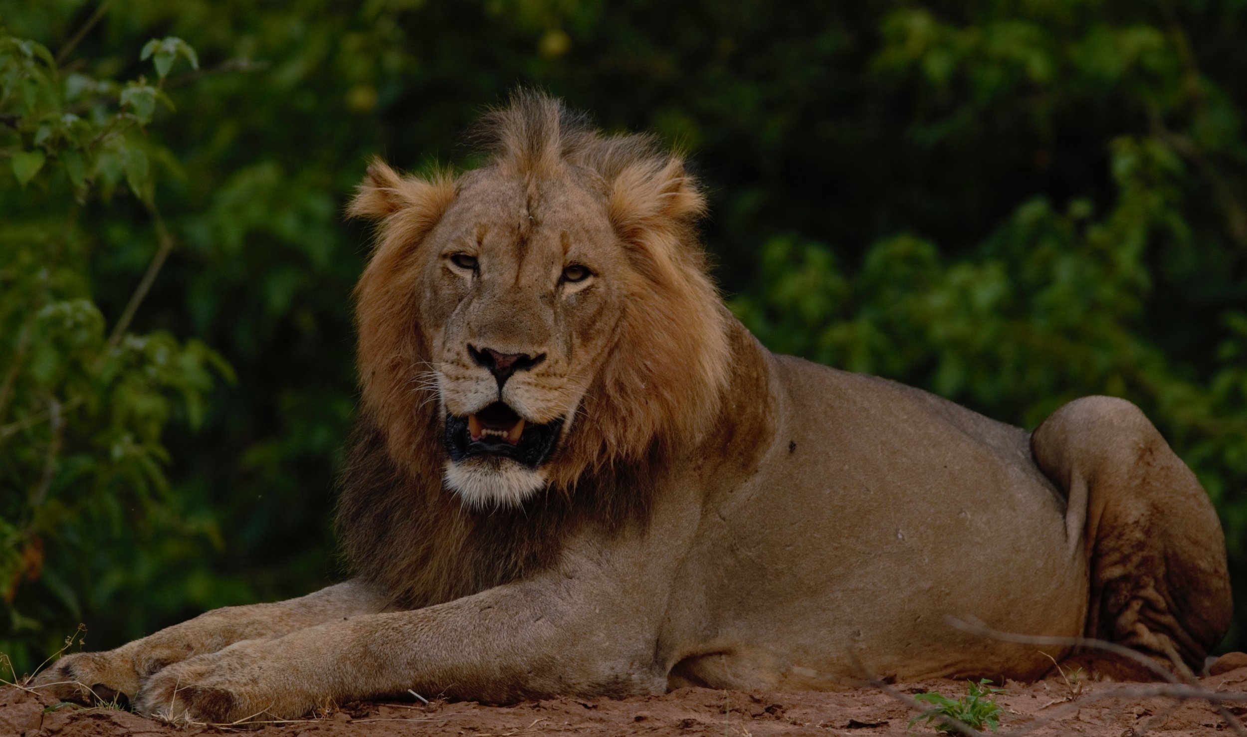 MAJESTIC MALE LION:&nbsp;To see lions in the Pafuri region is a privilege, something we all get excited about each time.