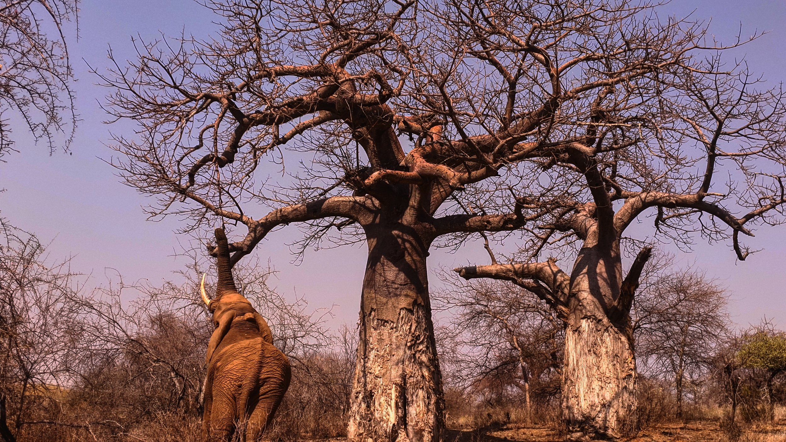 THREE GIANTS: An elephant bull with two magnificent upside down trees - baobabs.&nbsp;