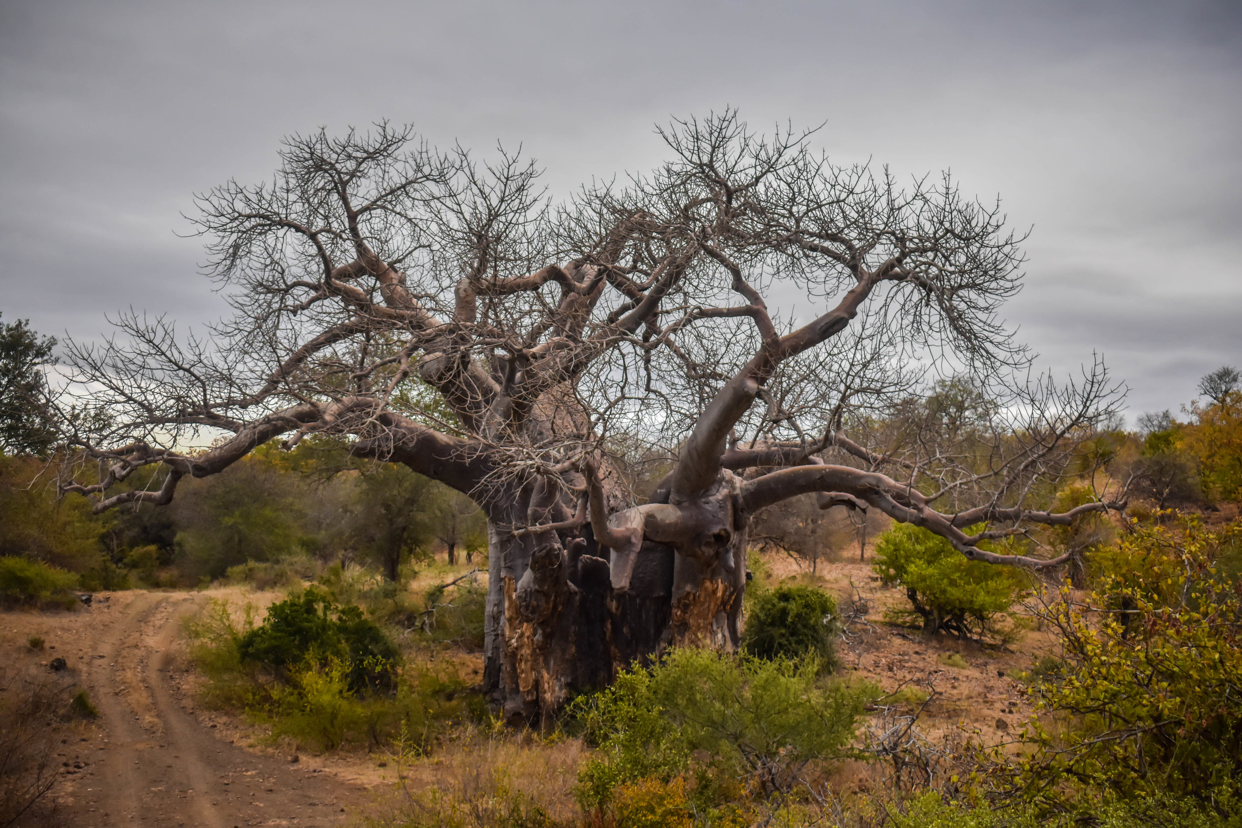 BAOBAB HEAVEN: Our area is known for the incredible number of baobabs growing here. This one is known as the Mapimbi Big Baobab, the oldest and largest baobab in the concession.