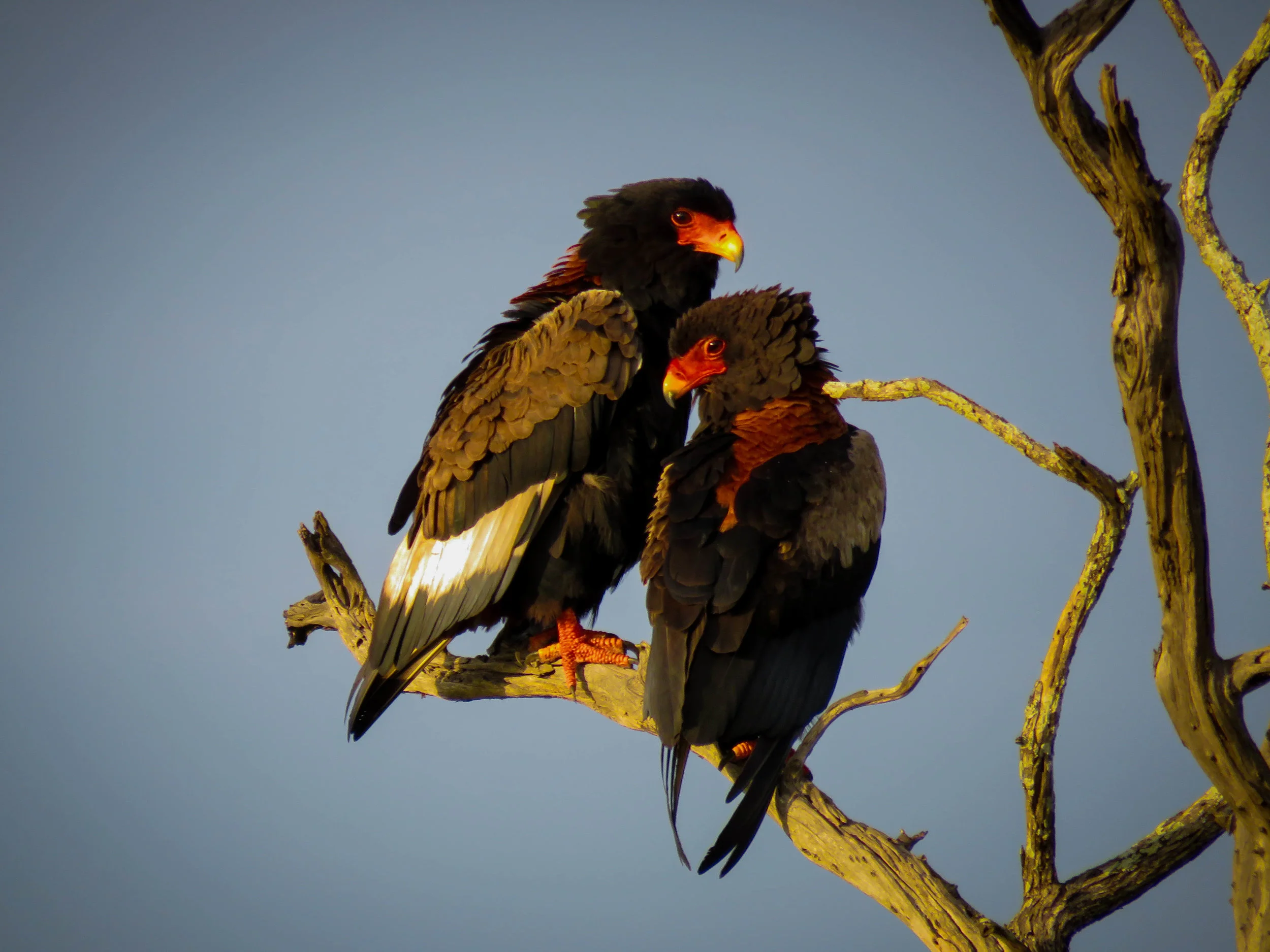 A PERFECT PAIR: Two beautiful Bateleur eagles posing for us, the female is on the left and male is on the right.