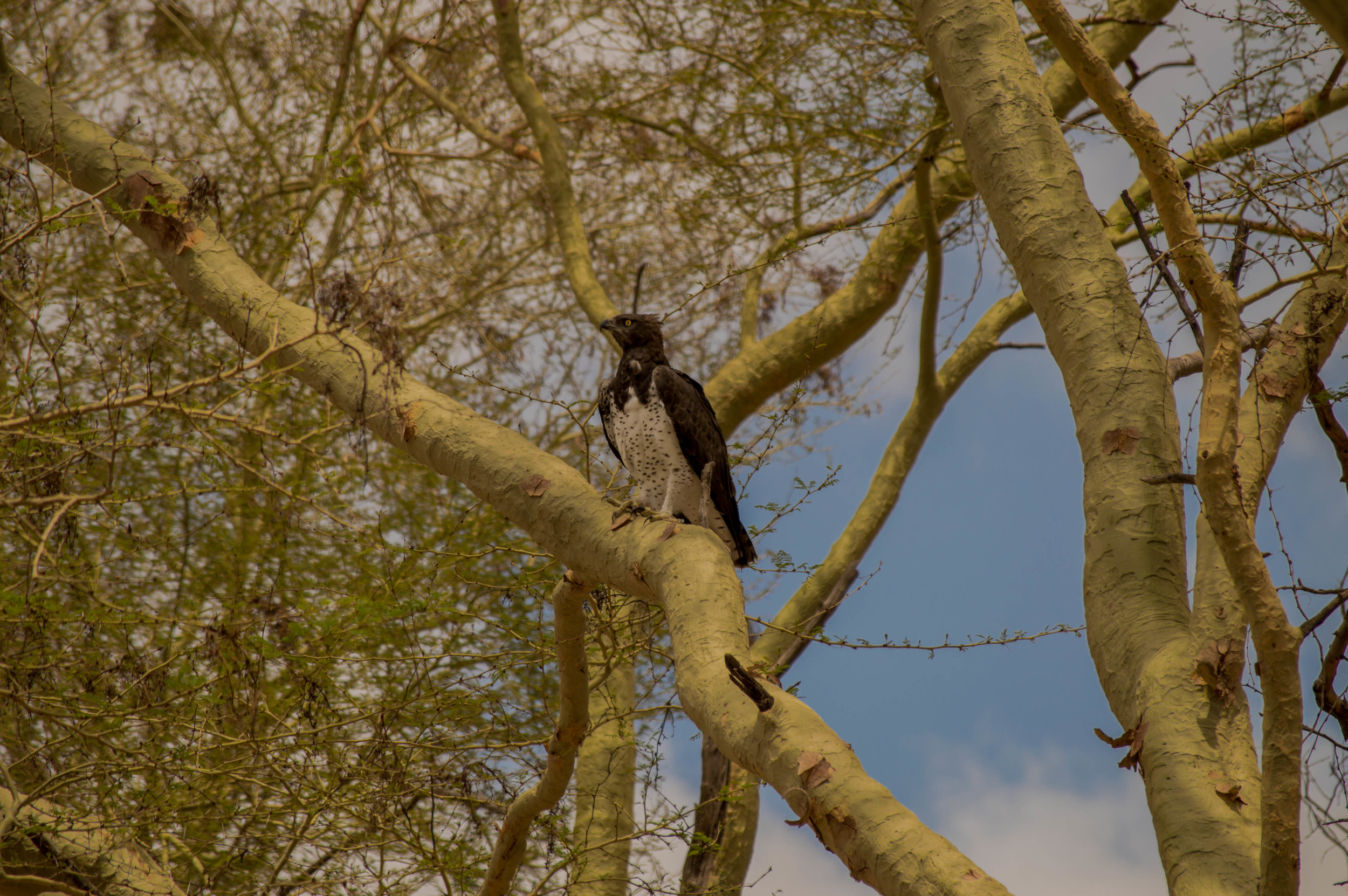 A BIRDER’S PARADISE: A Martial Eagle, the largest eagle in Africa, captured in the Fever Tree Forest.