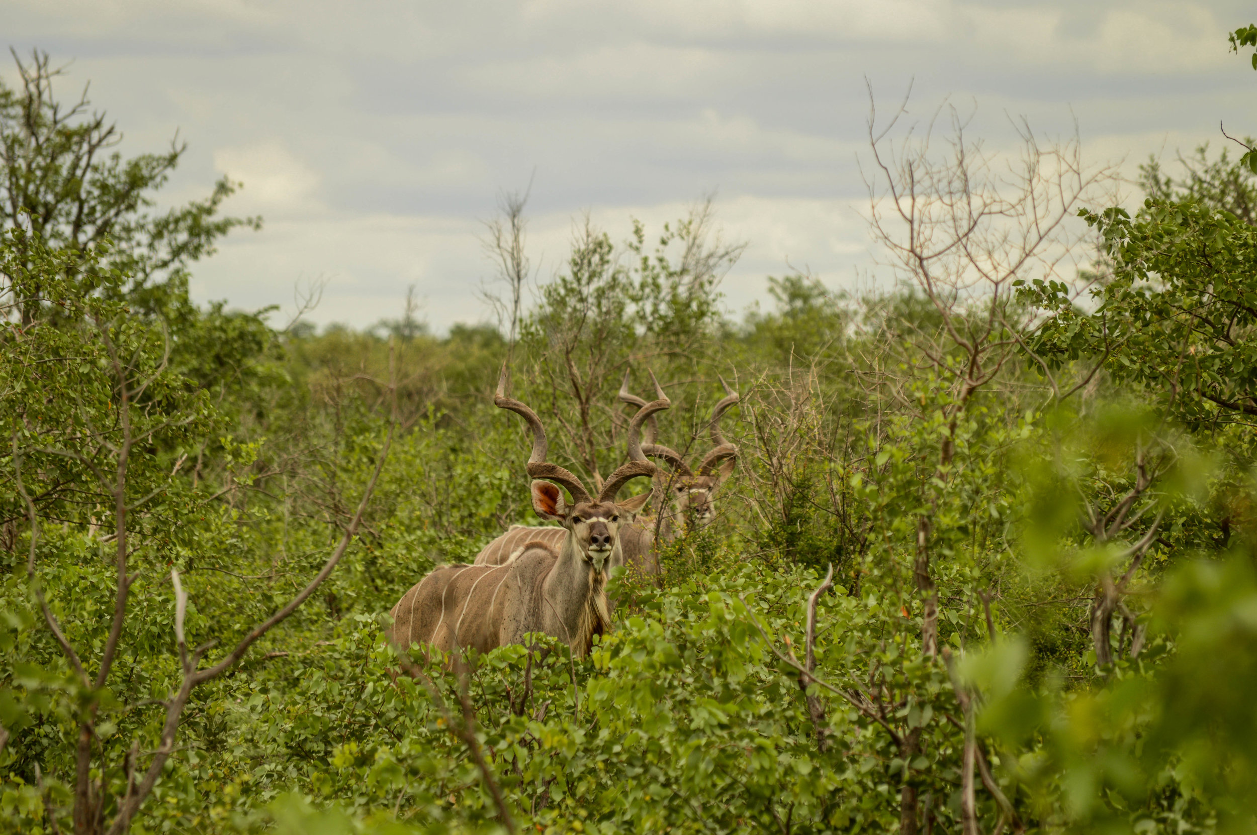 HIDDEN MYSTERIES: This is the wildest and most diverse part of the Kruger National Park but all you have to do is look and spectacular things will be revealed.