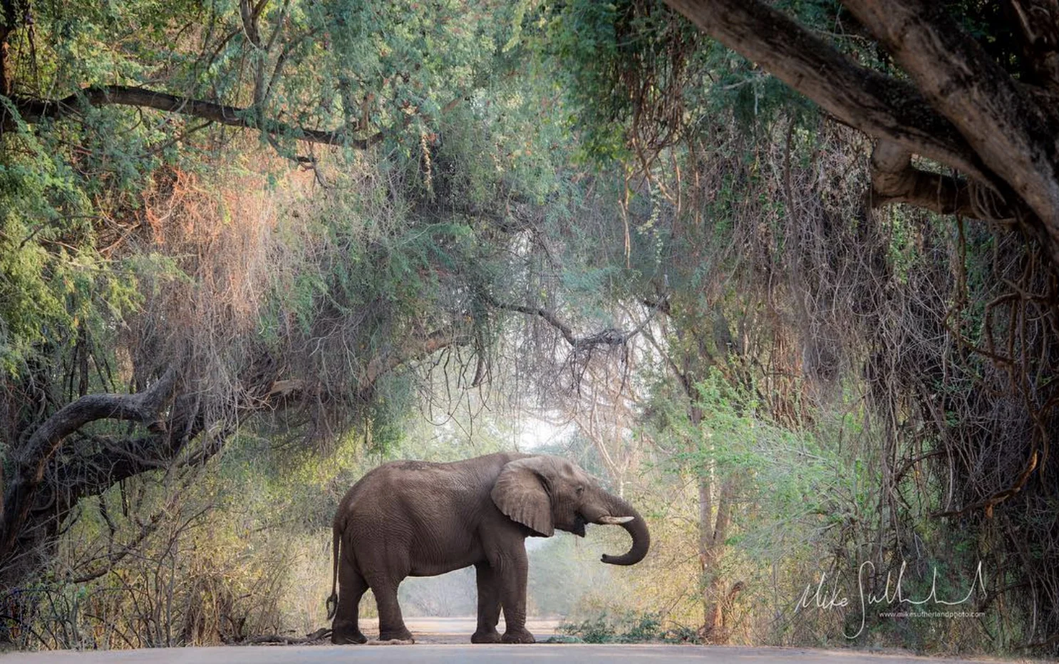 We promise this was not planned. @mikesutherlandphoto captured this incredible sight on one of our drives just along the Luvuvhu River bridge. Magnificent!