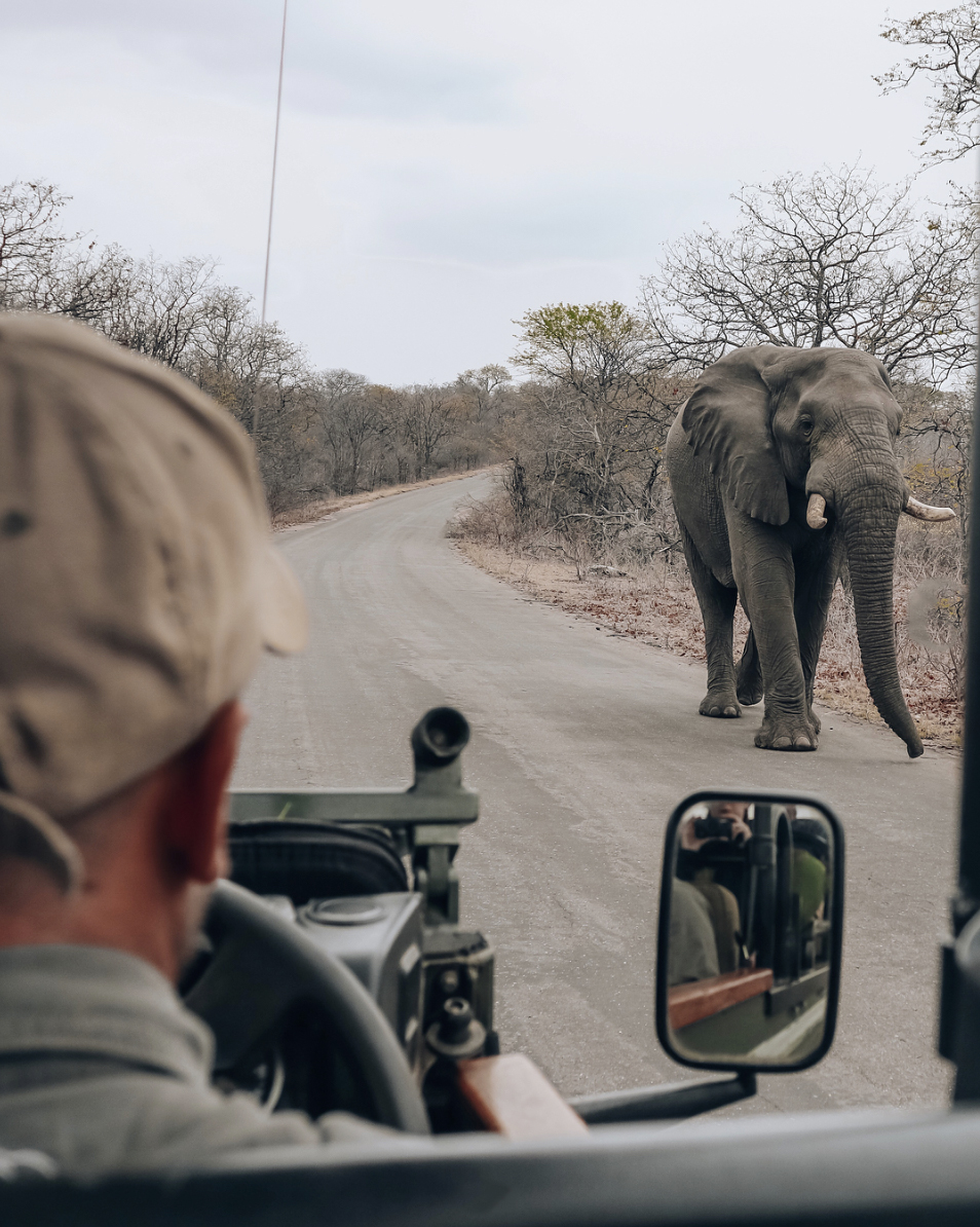 A different type of road block. @sarahs.trek came across two elephants tearing down branches for their post-breakfast snack on her morning game drive. Magnificent elephant sightings abound here at The Outpost Lodge.