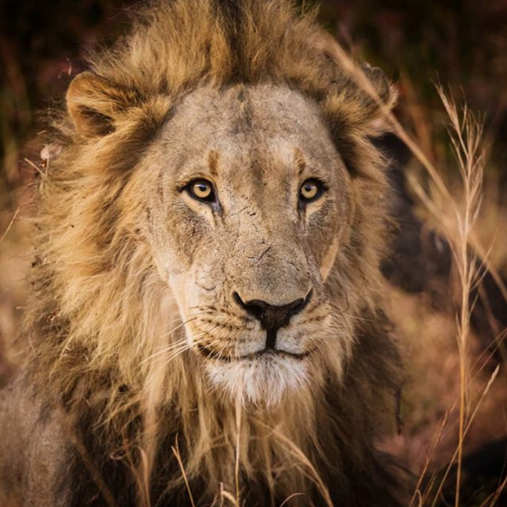 Battle-scarred but still majestic and fierce. Brilliant photograph by @iwantthewindowseat.
