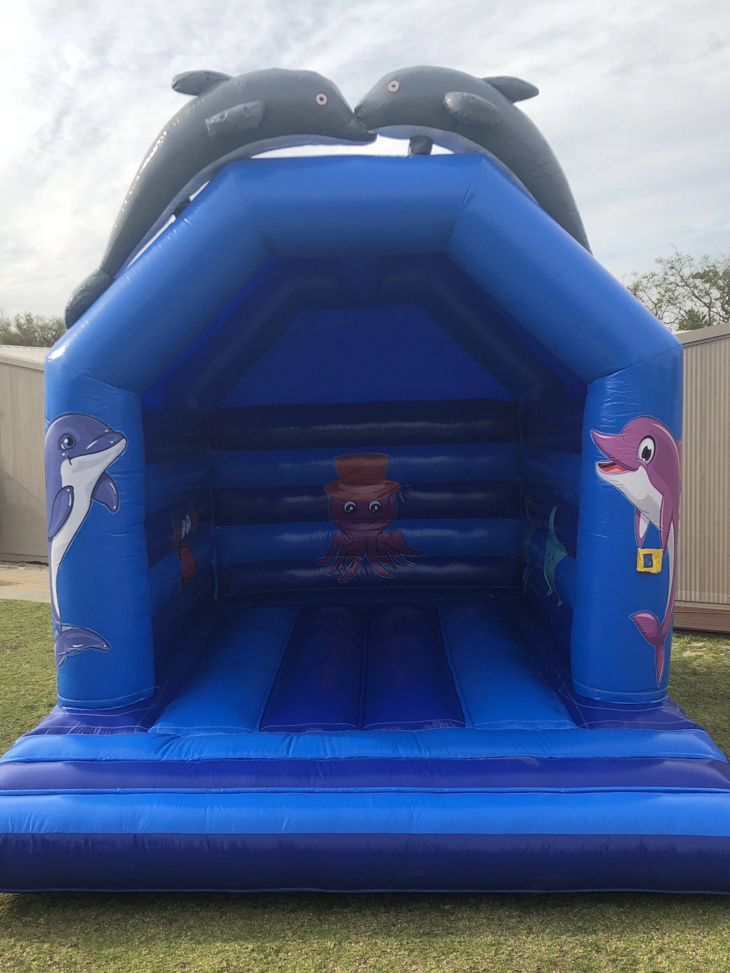 Dolphin Bouncy 1.jpeg
