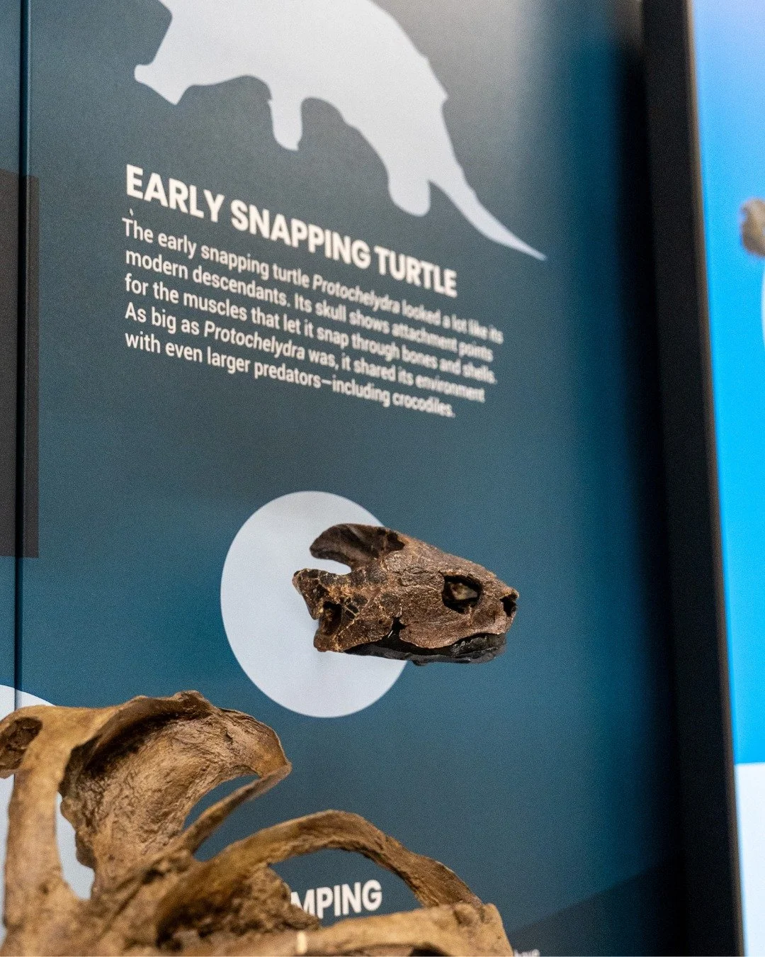 early snapping turtle.jpg