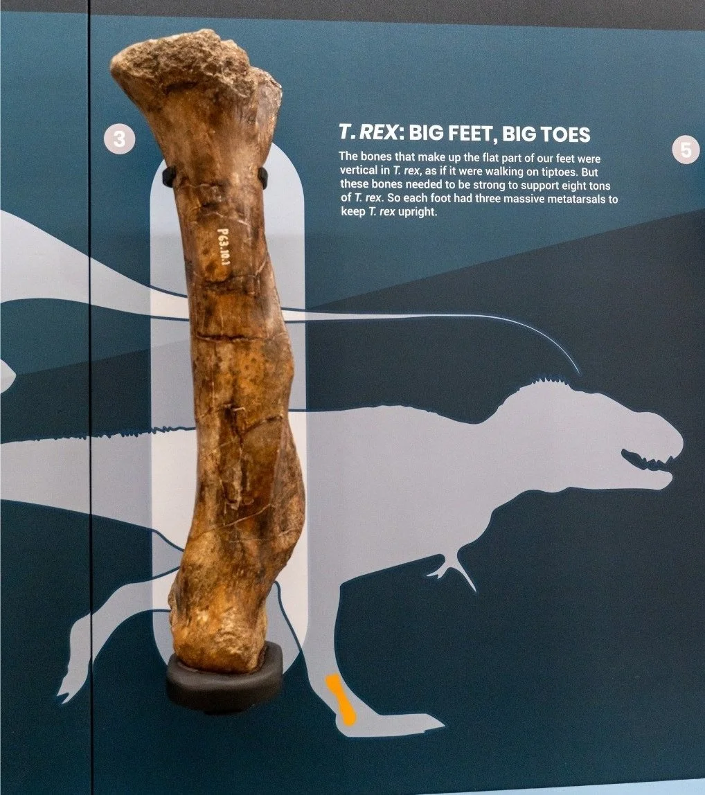 trex.jpg