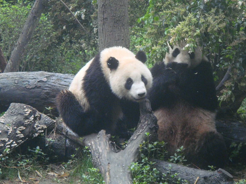 Chengdu Giant Panda Breeding Research Base