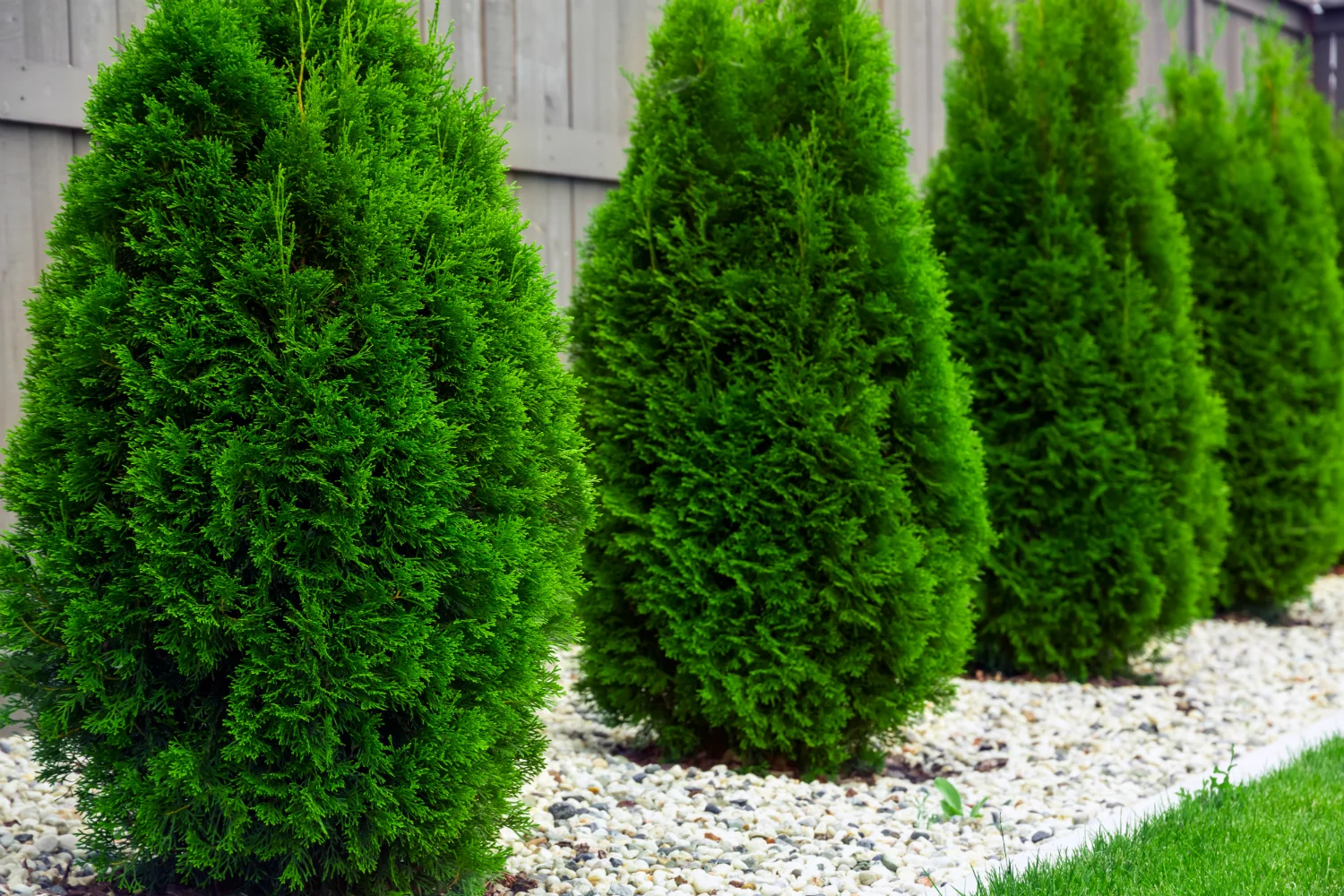 How Often Does My Evergreen Tree Need A Service Lehigh