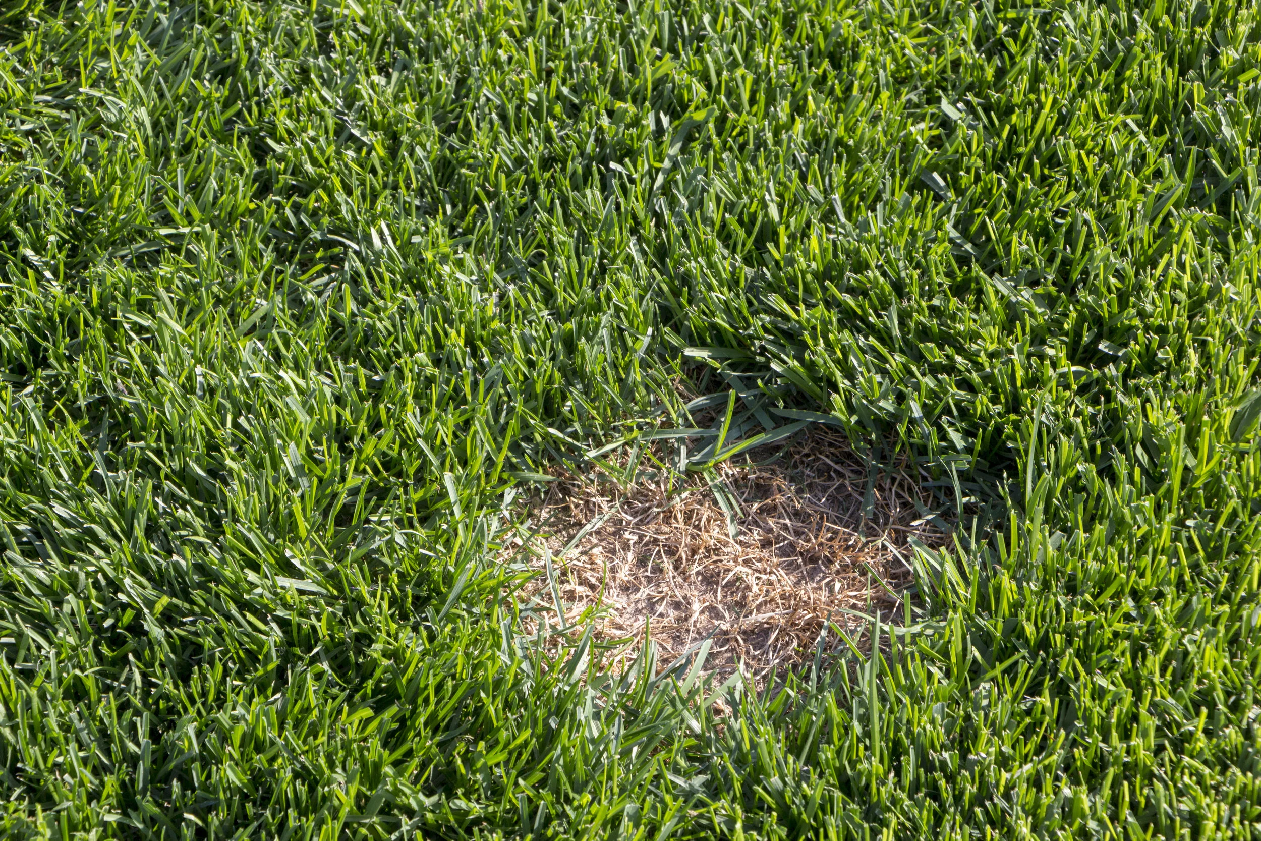 What Causes Brown Spots in a Lawn? Lehigh Lawns & Landscaping