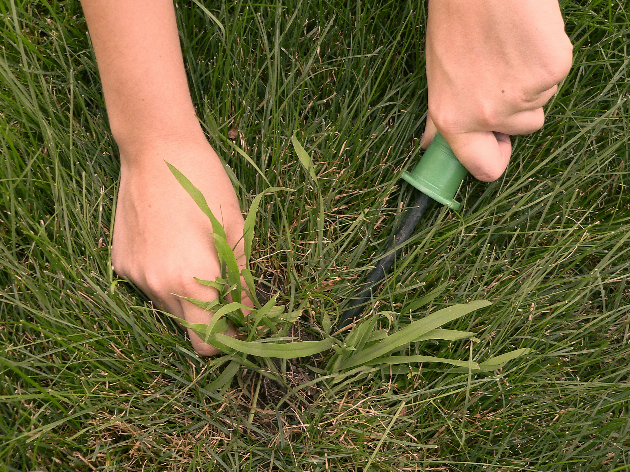 Eliminate Weeds from Your Hopewell Junction, NY, Yard with Professional