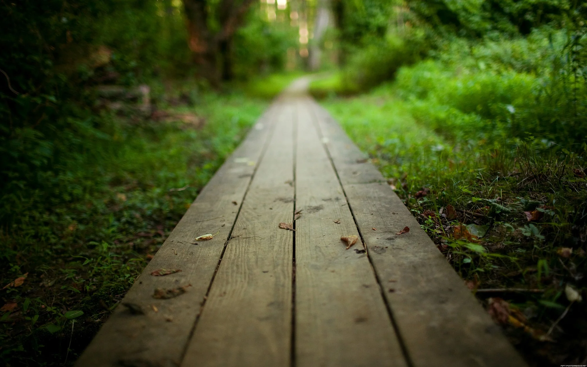 path.jpeg