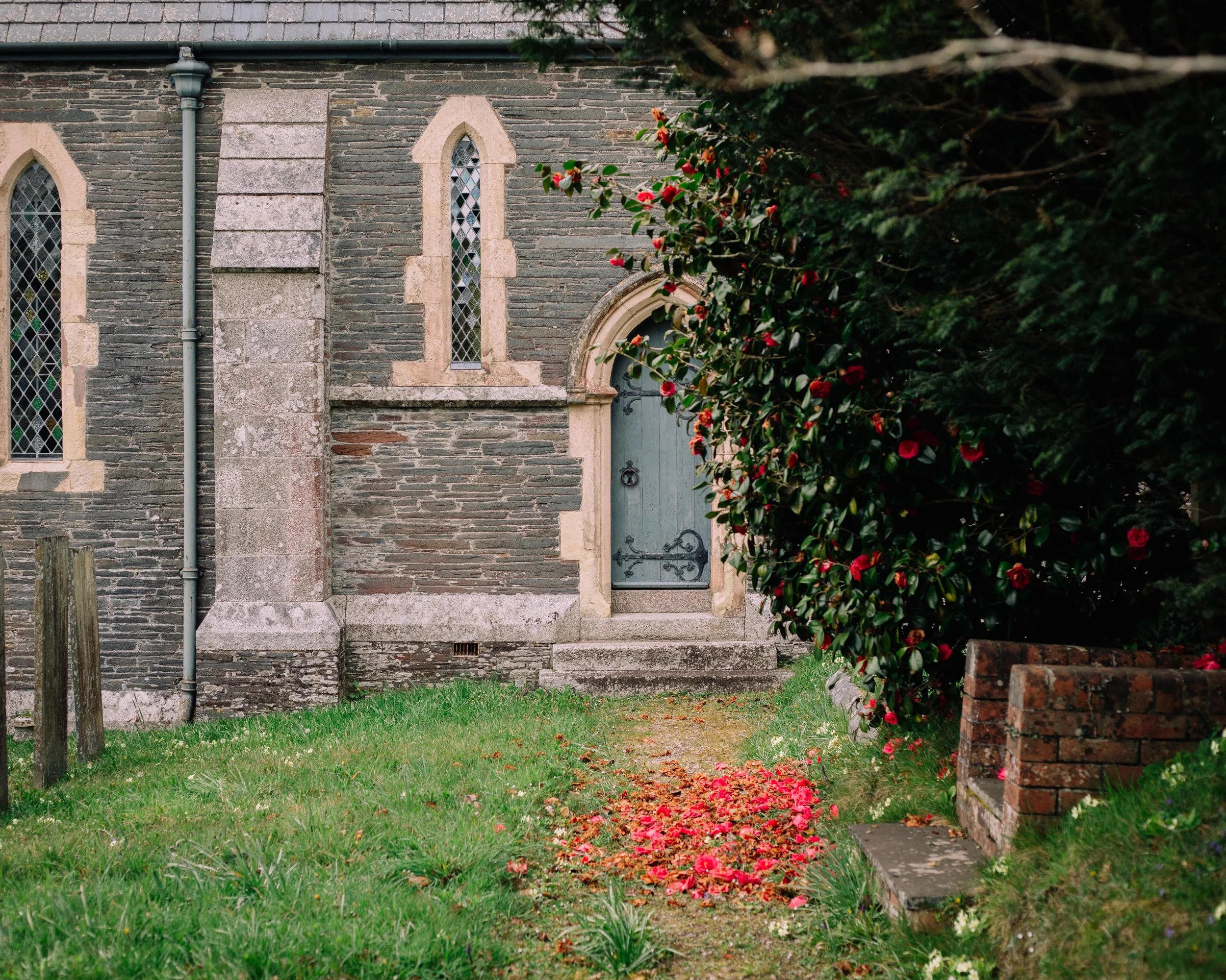Fallen Camellia flowers on the path leading up to All Saints Church in Herodsfoot.