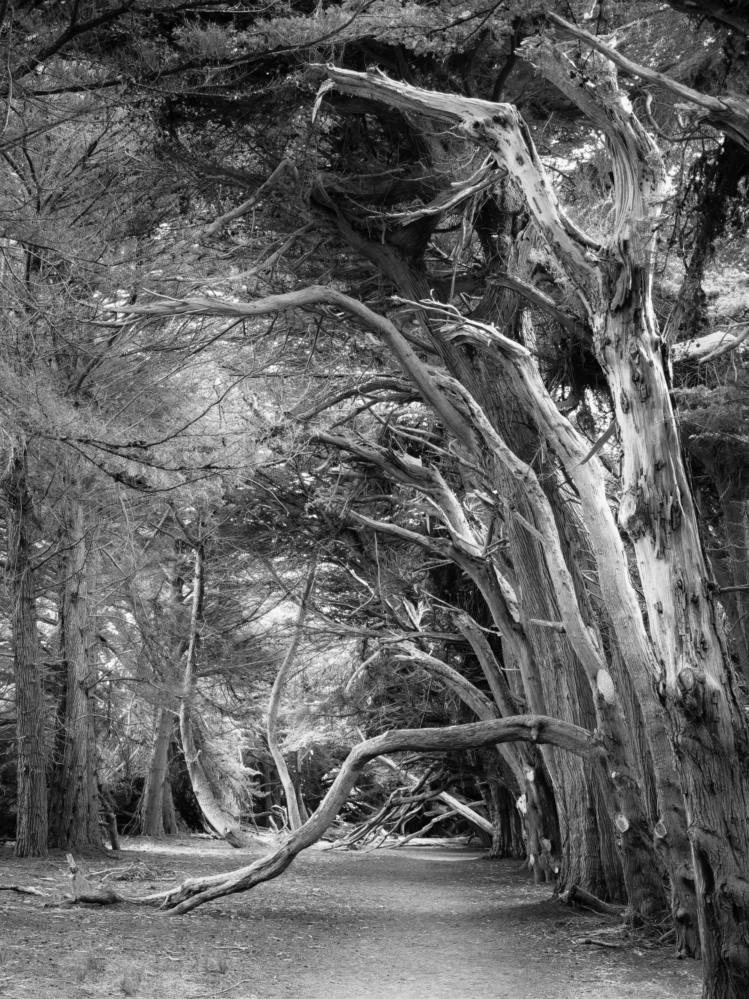 For Facebook forest.jpg