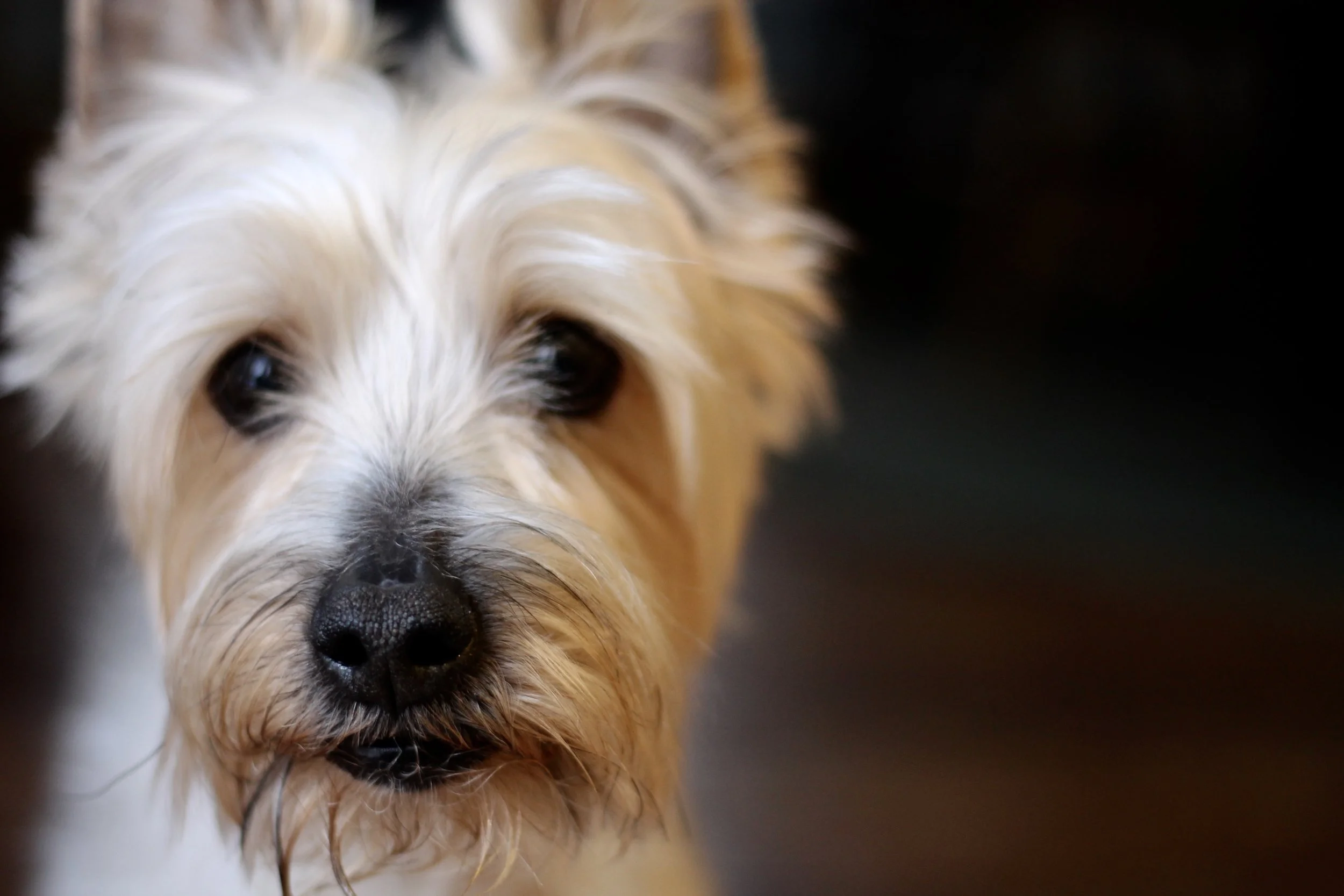 The dog is a perfect portrait subject. He doesn't pose. He isn't aware of the camera. ~ Patrick Demarchelier
