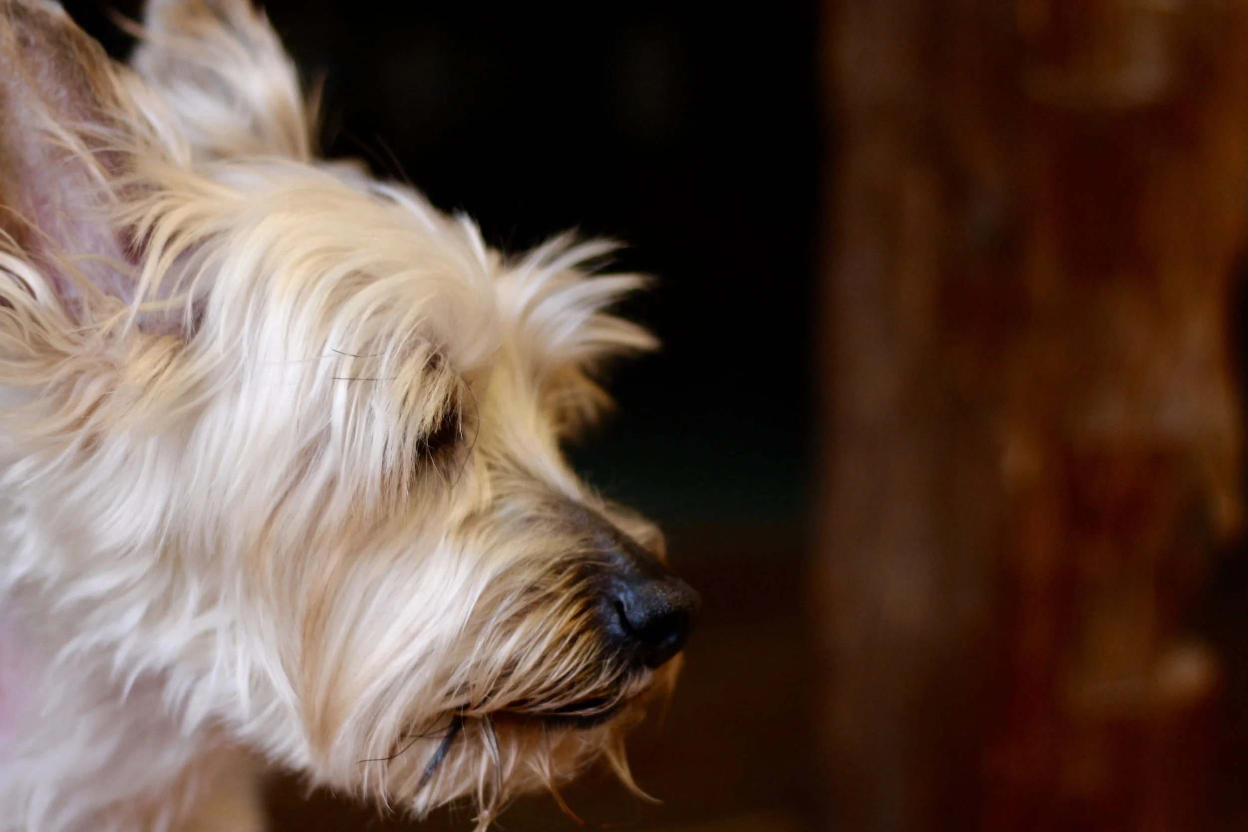 “Be prepared. A dog is adorable and noble. A dog is a true and loving friend. A dog is also a hedonist.” ~ Mary Oliver, Dog Songs
