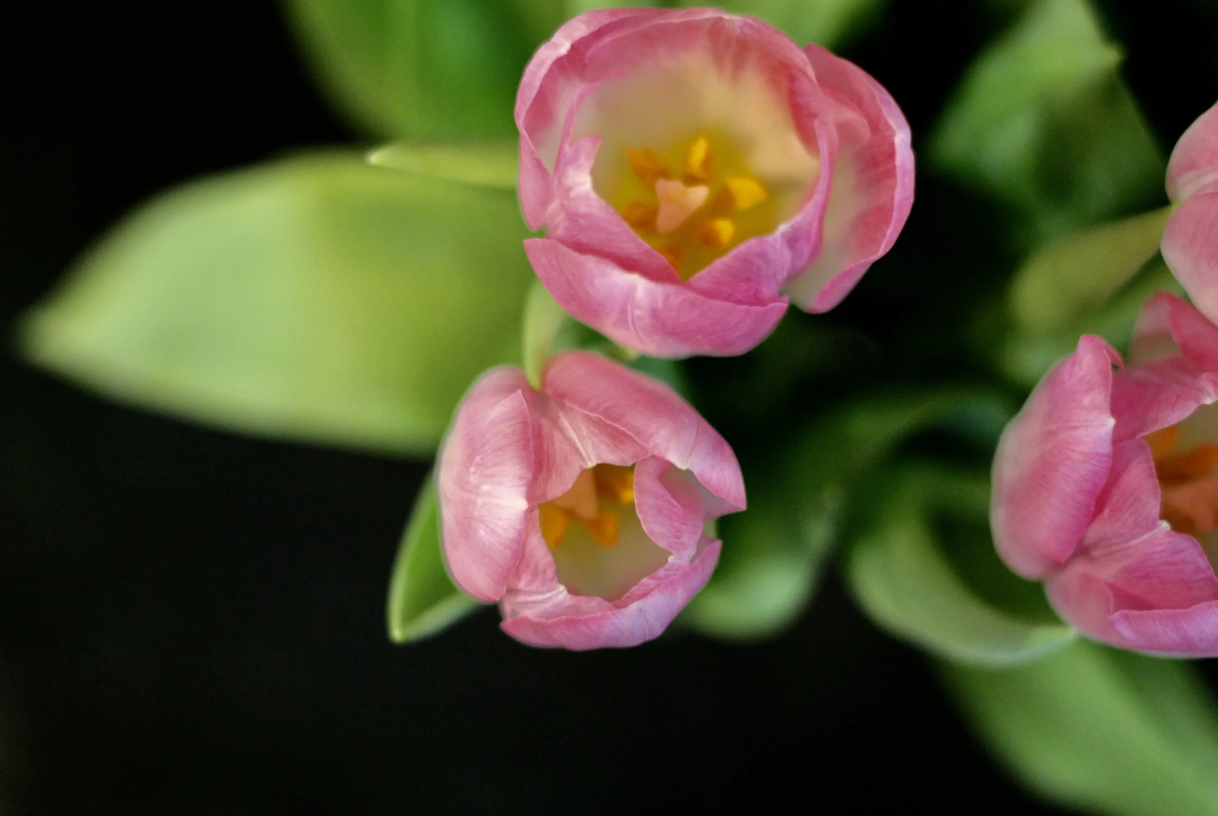 Where there is love there is life. ~Mahatma Gandhi