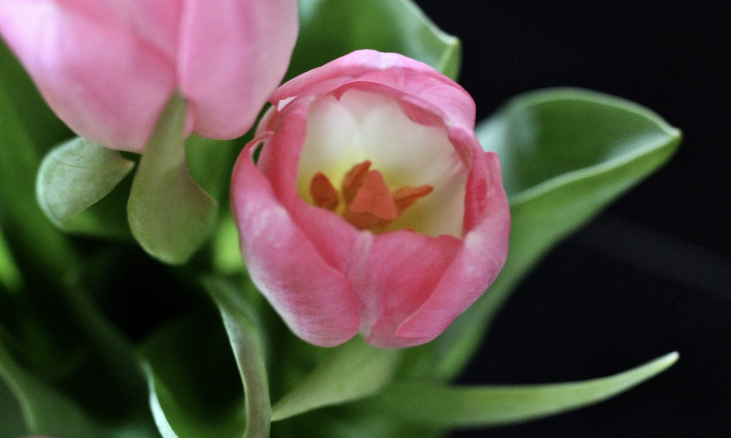 You can't blame gravity for falling in love. ~Albert Einstein