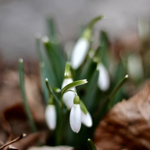 snowdrops.jpeg