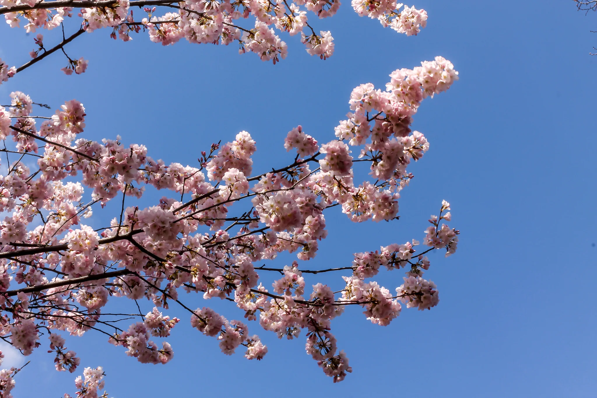 CherryBlossoms.jpg