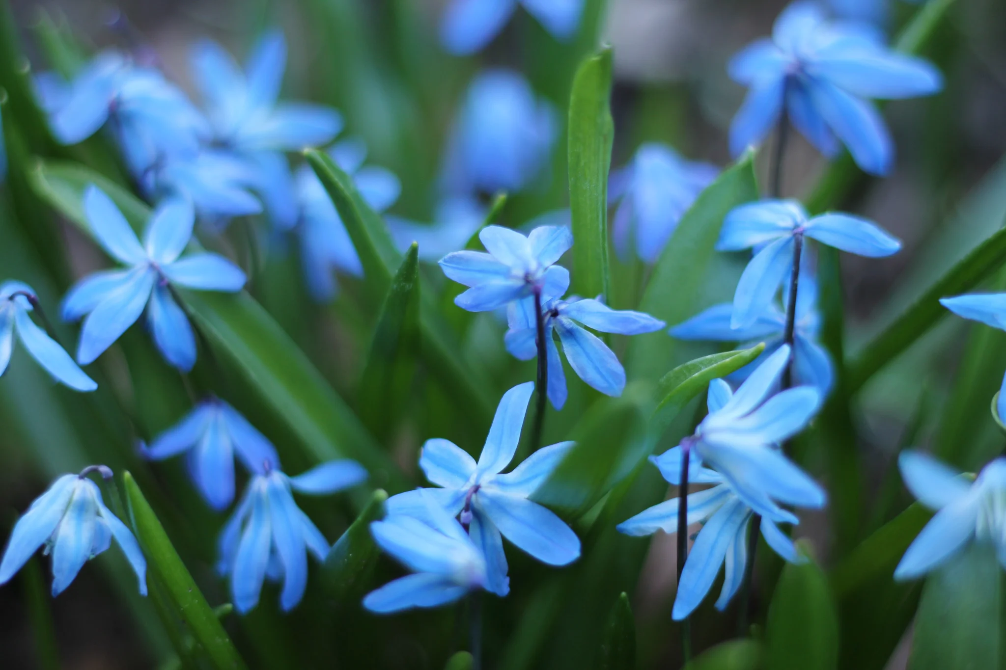 bluebeauties.jpg