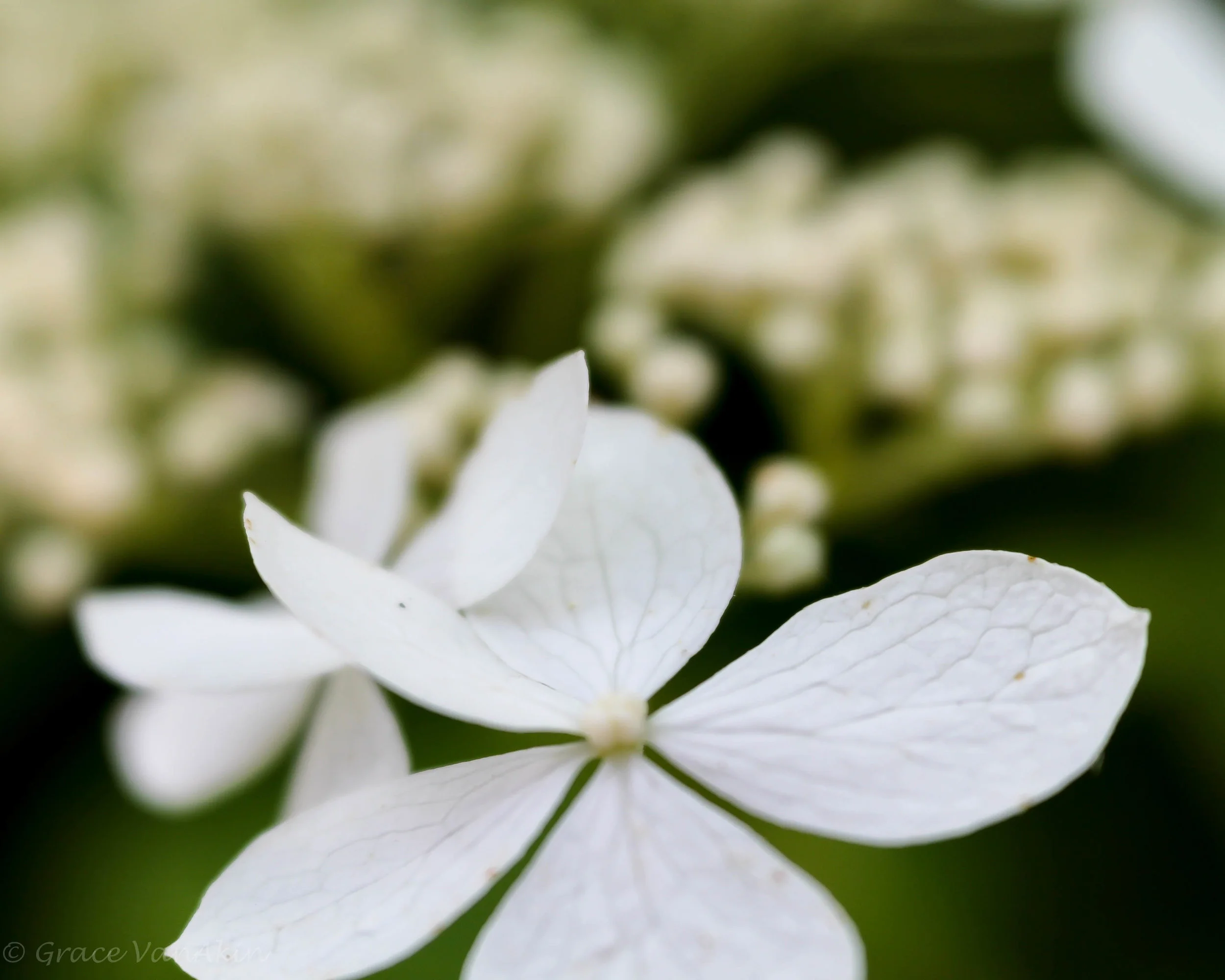 impatiens.jpg