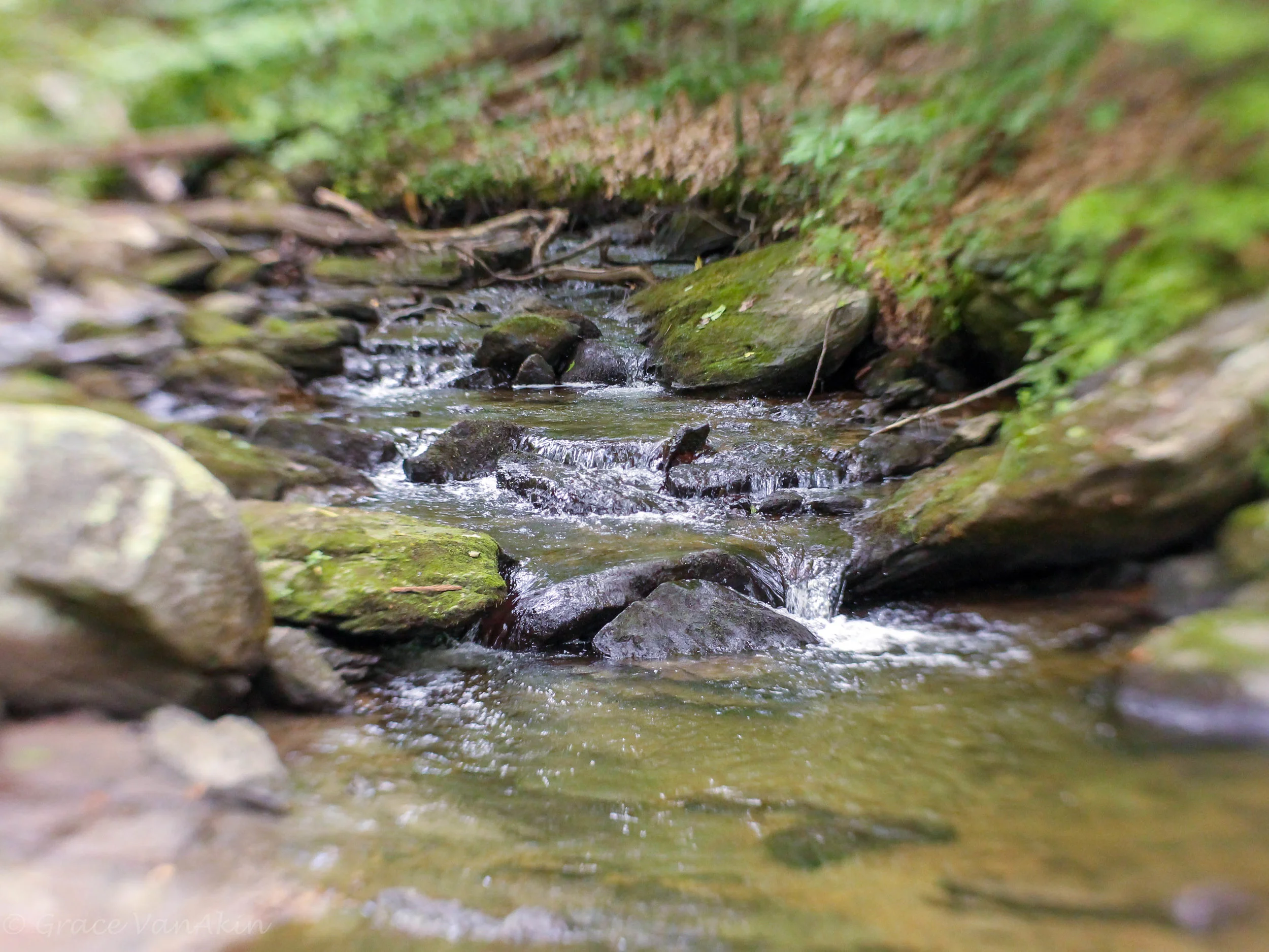 Macedonia Brook.jpg