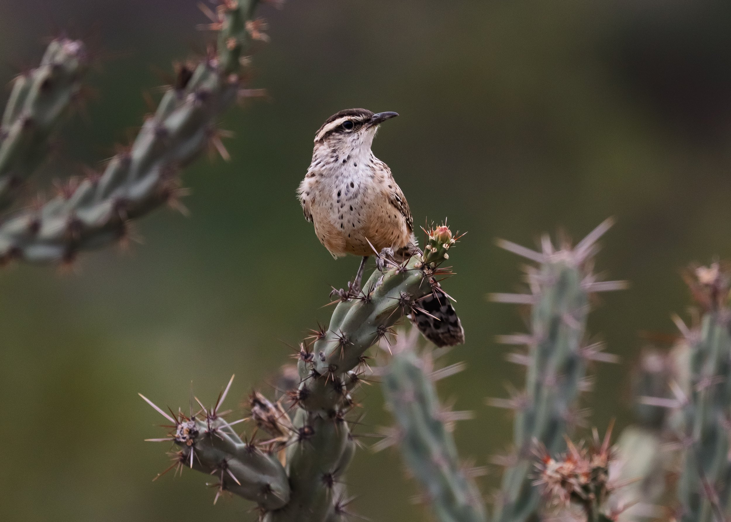 Cactus Wren