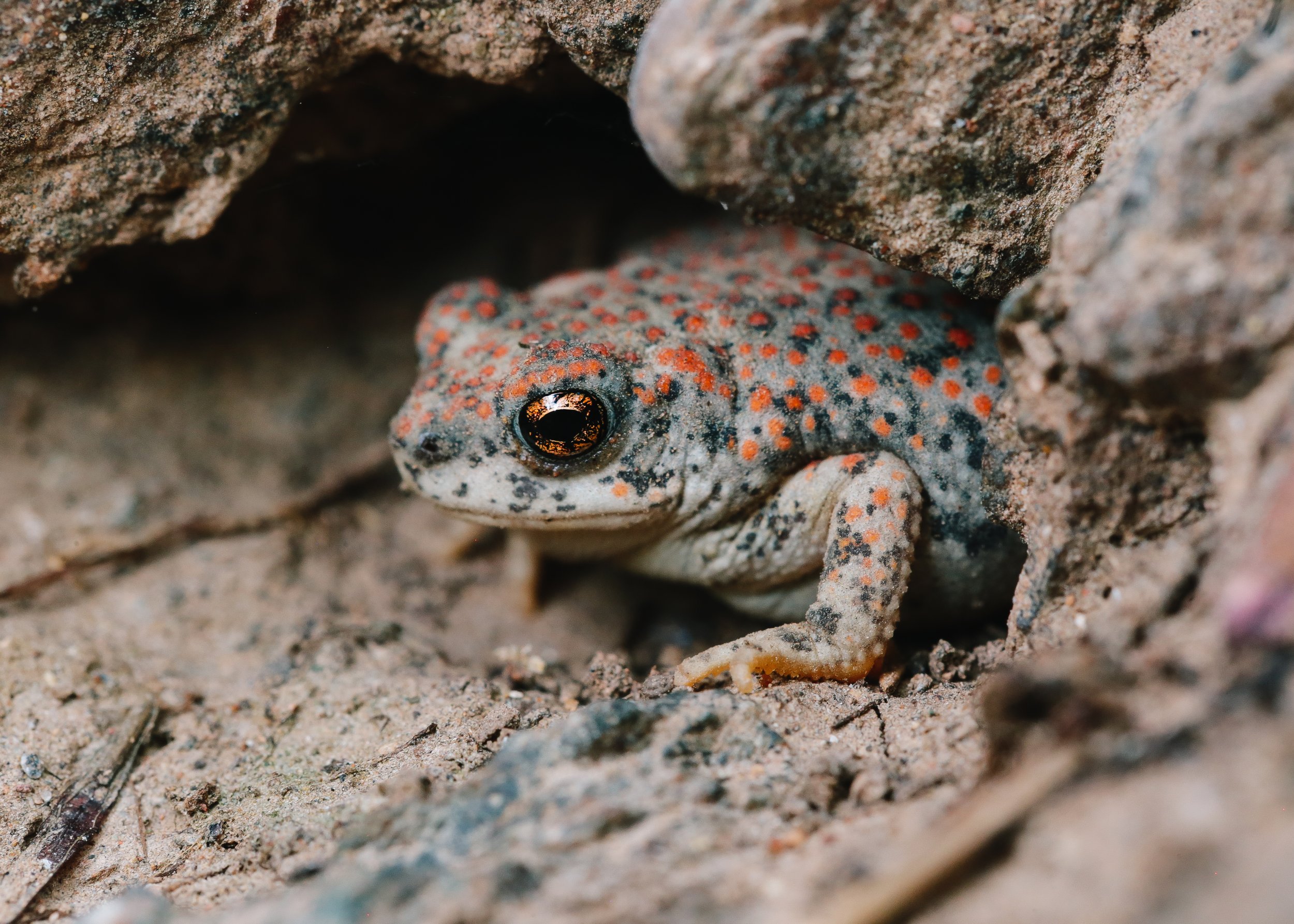 Red-spotted Toad