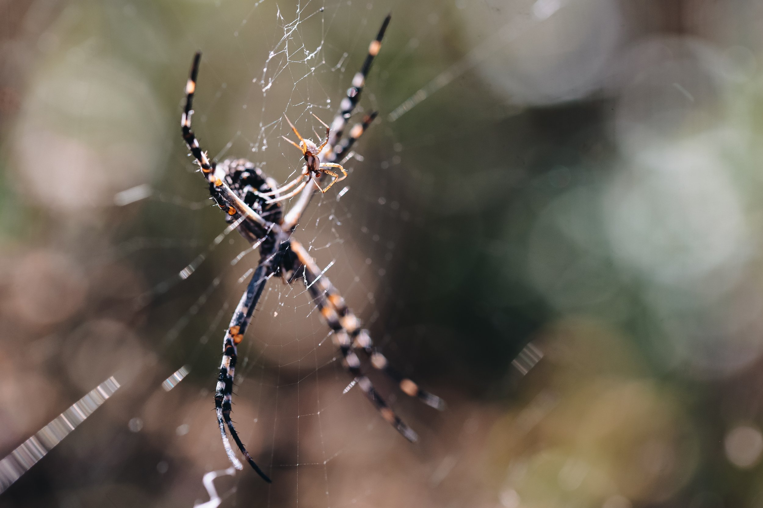 Silver Argiope Couple