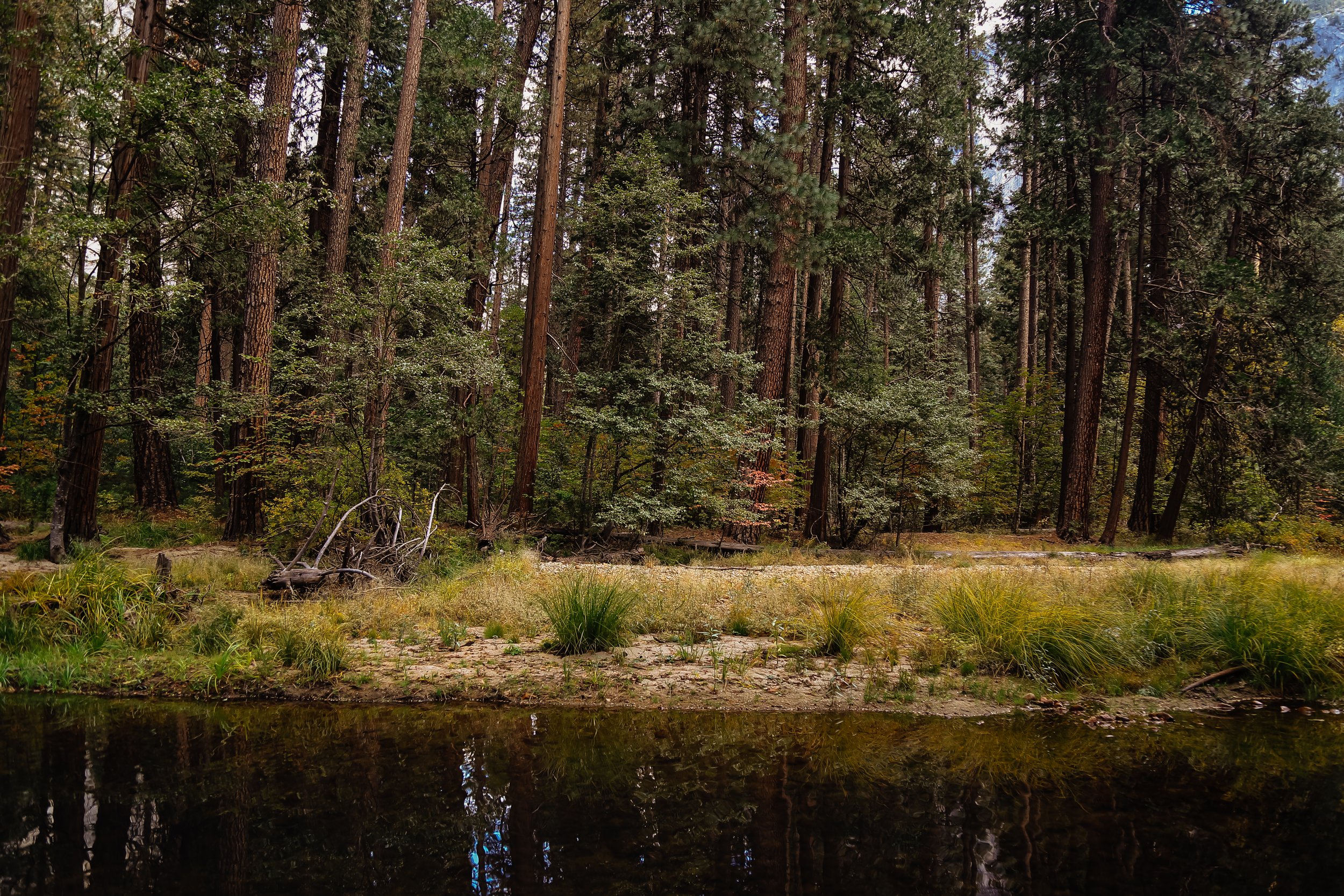 Merced River bank Mariposa County, California 2021