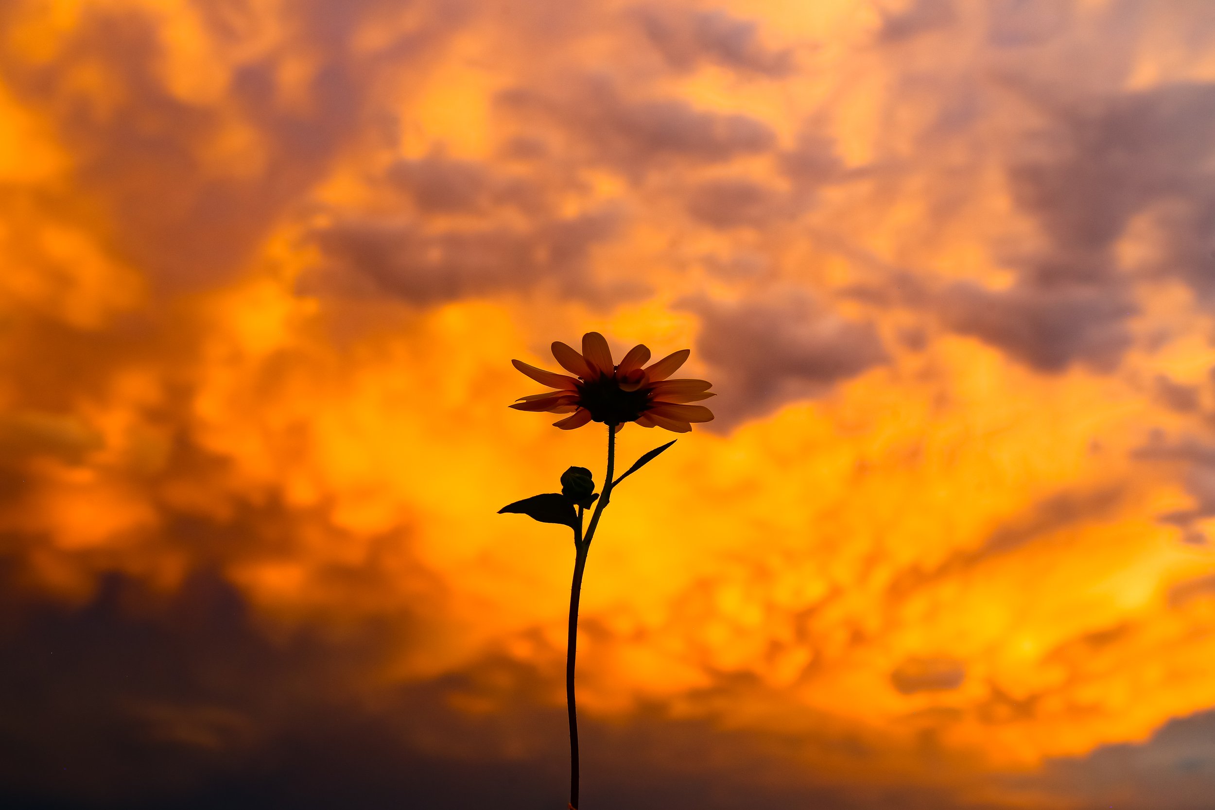 Sunflower sunset San Juan County, Utah 2021