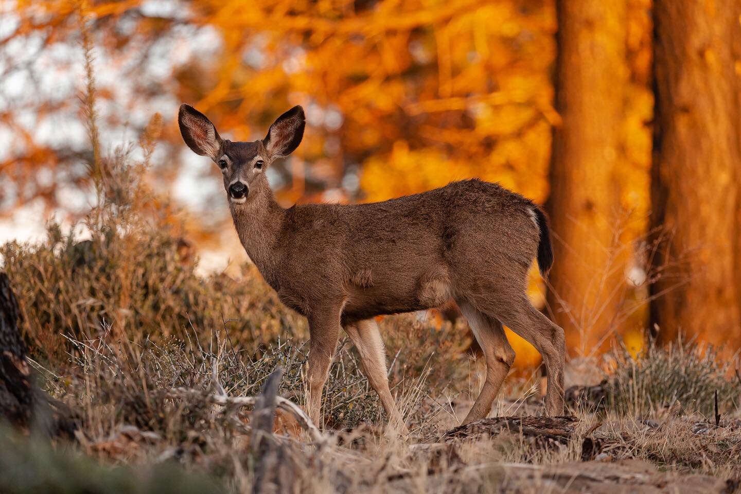 Muleys with a beautiful sunset glow ✨

Swipe all the way through to see how the ole buck felt about getting caught by the paparazzi 📸