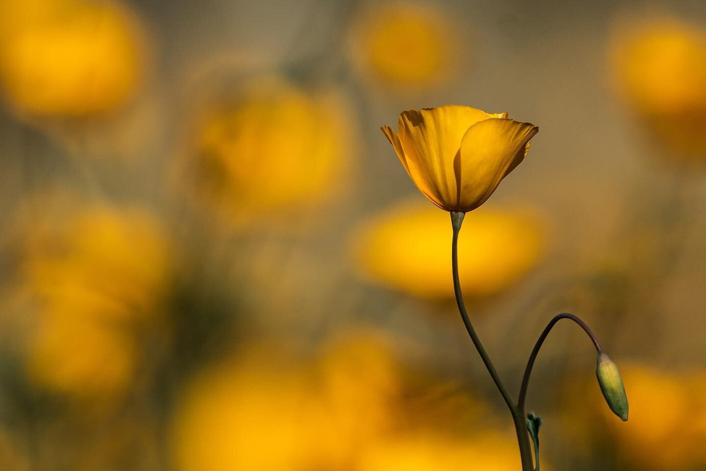 💛💛💛